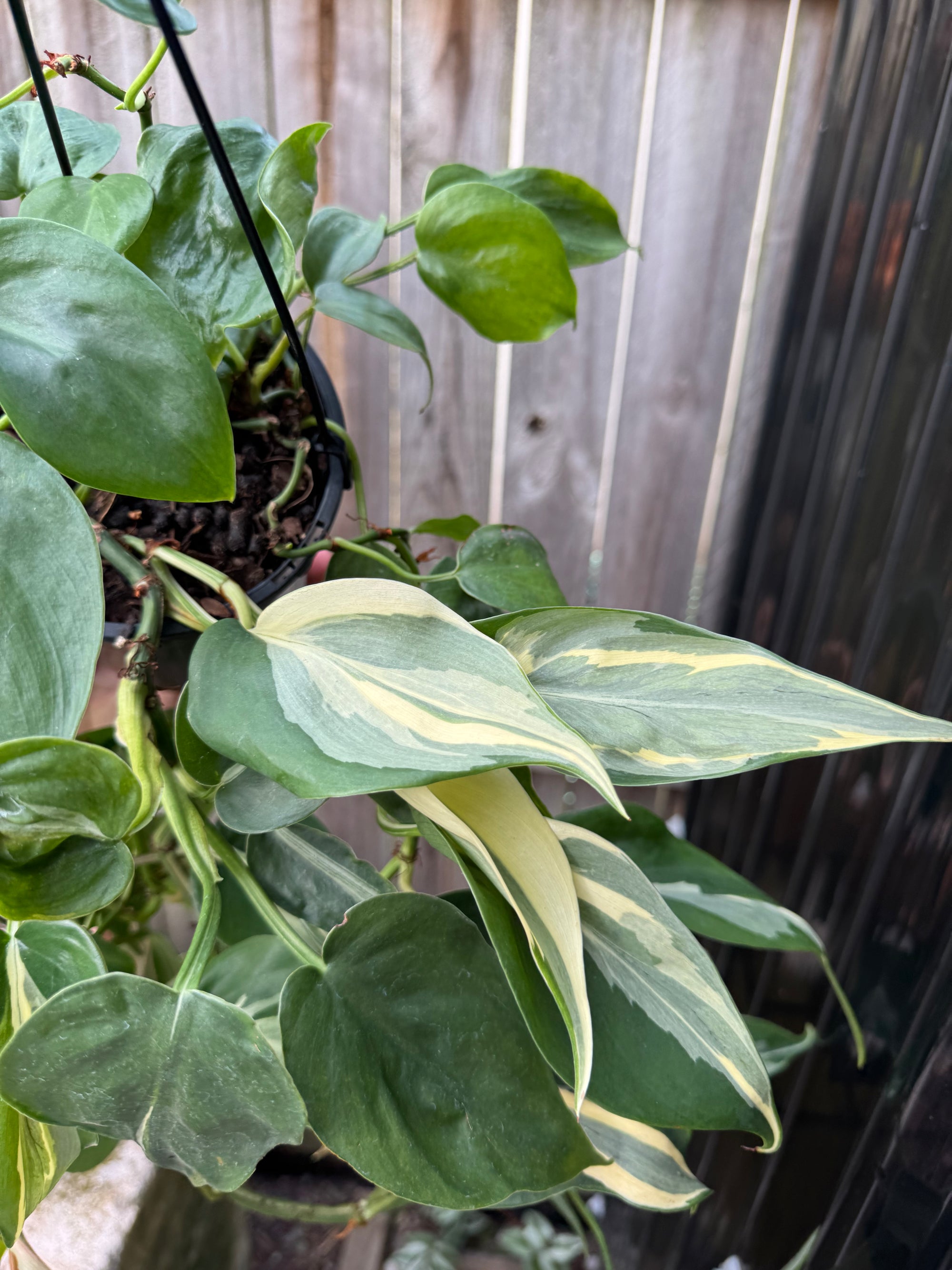 Philodendron 'Rio'