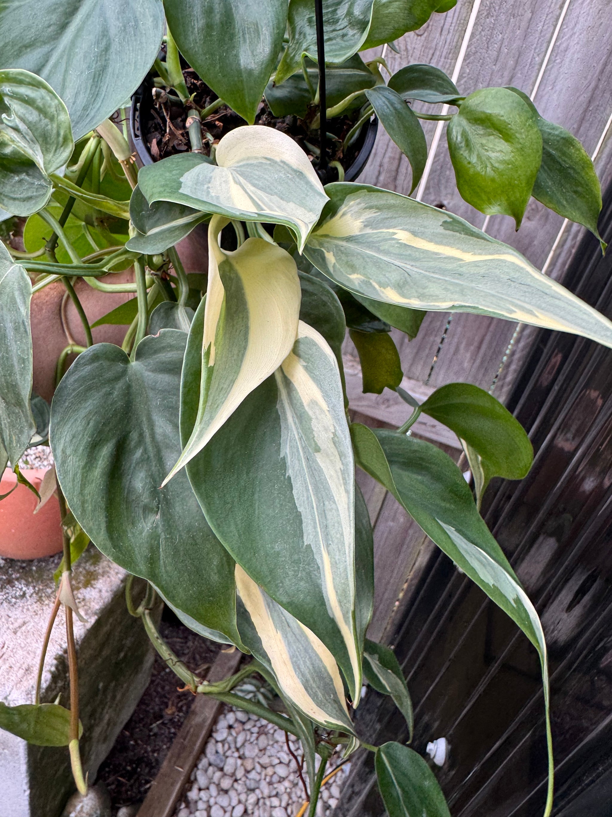 Philodendron 'Rio'