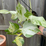 Epipremnum 'Snow Queen'