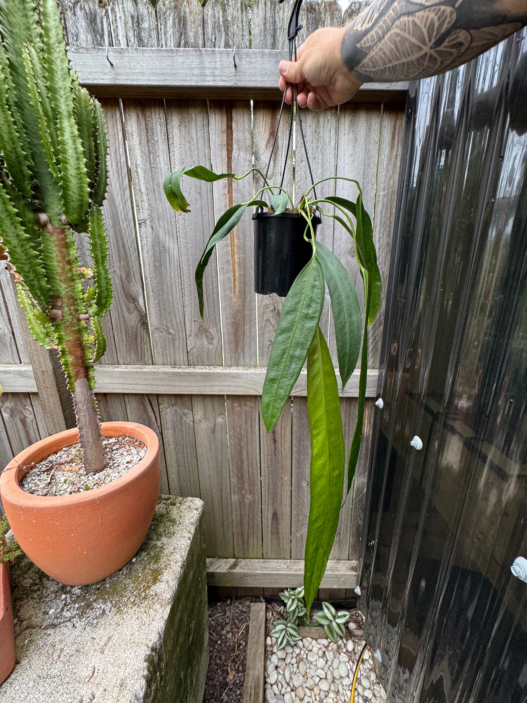 Anthurium wendlingeri