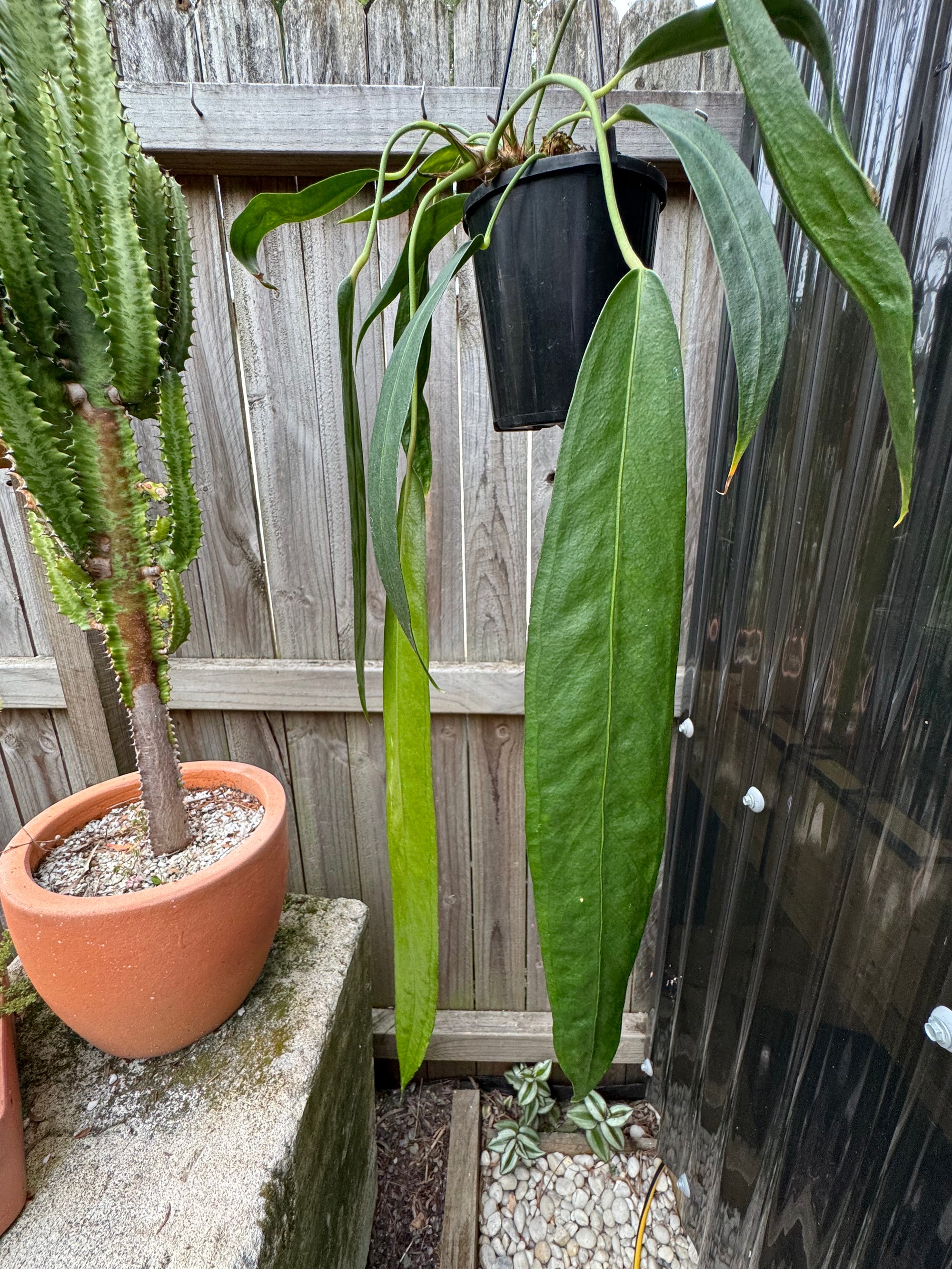 Anthurium wendlingeri
