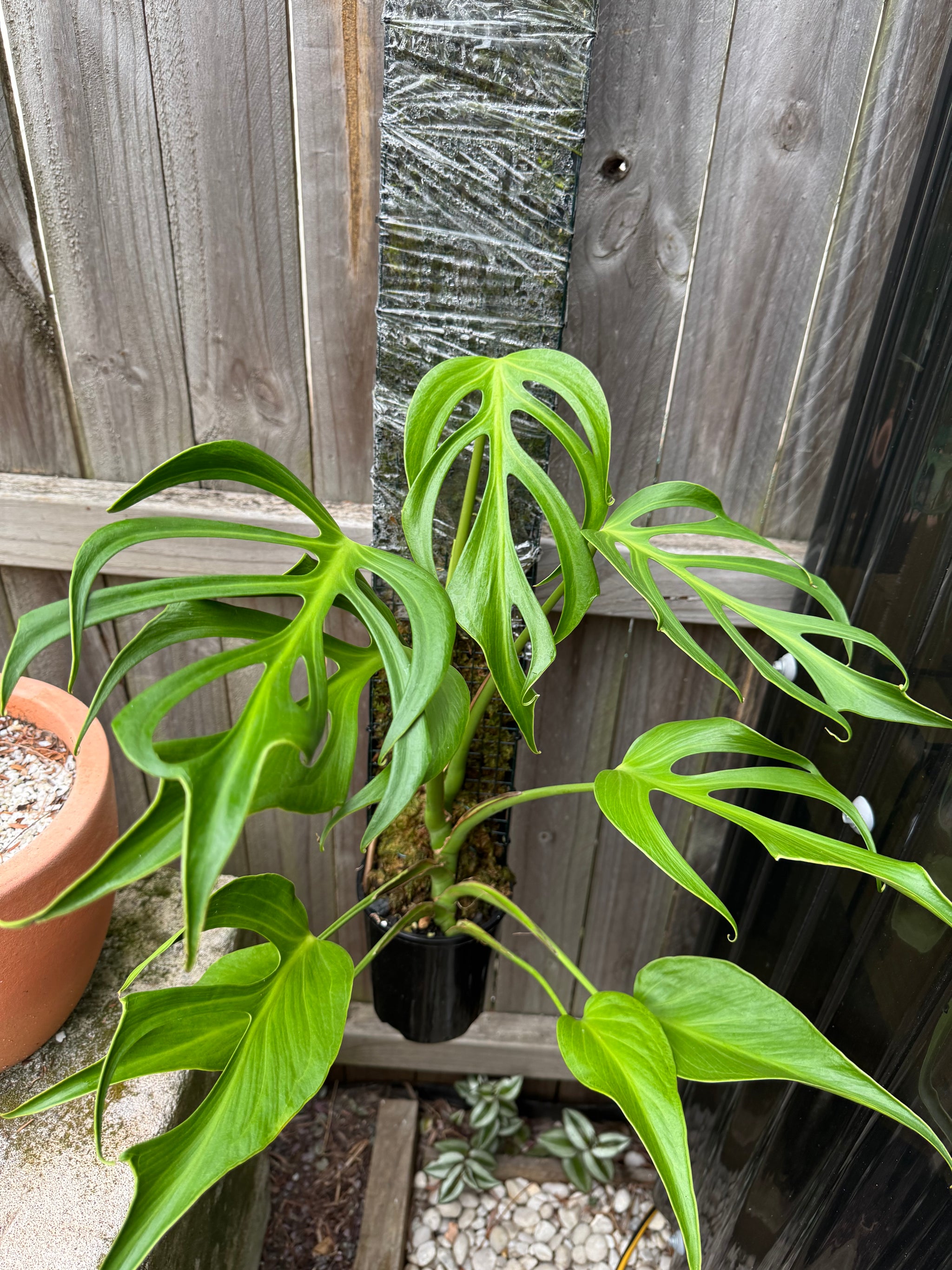 Monstera Burle Marx flame - Pole