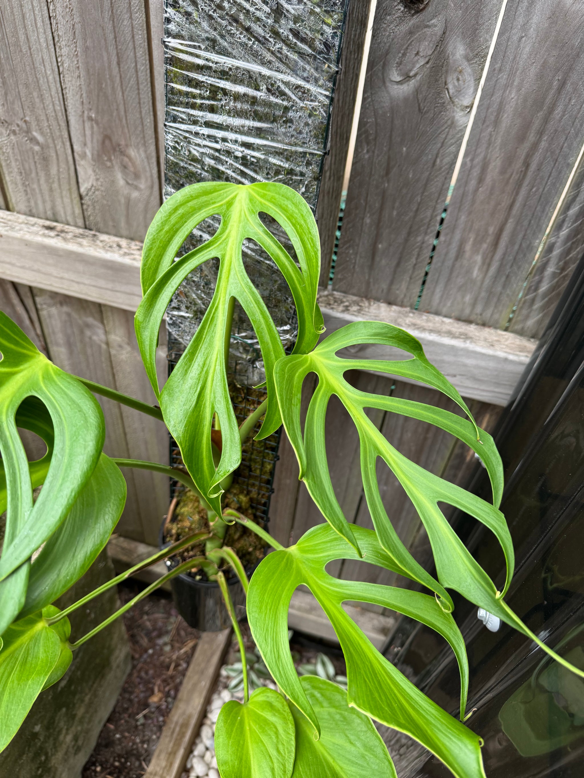Monstera Burle Marx flame - Pole