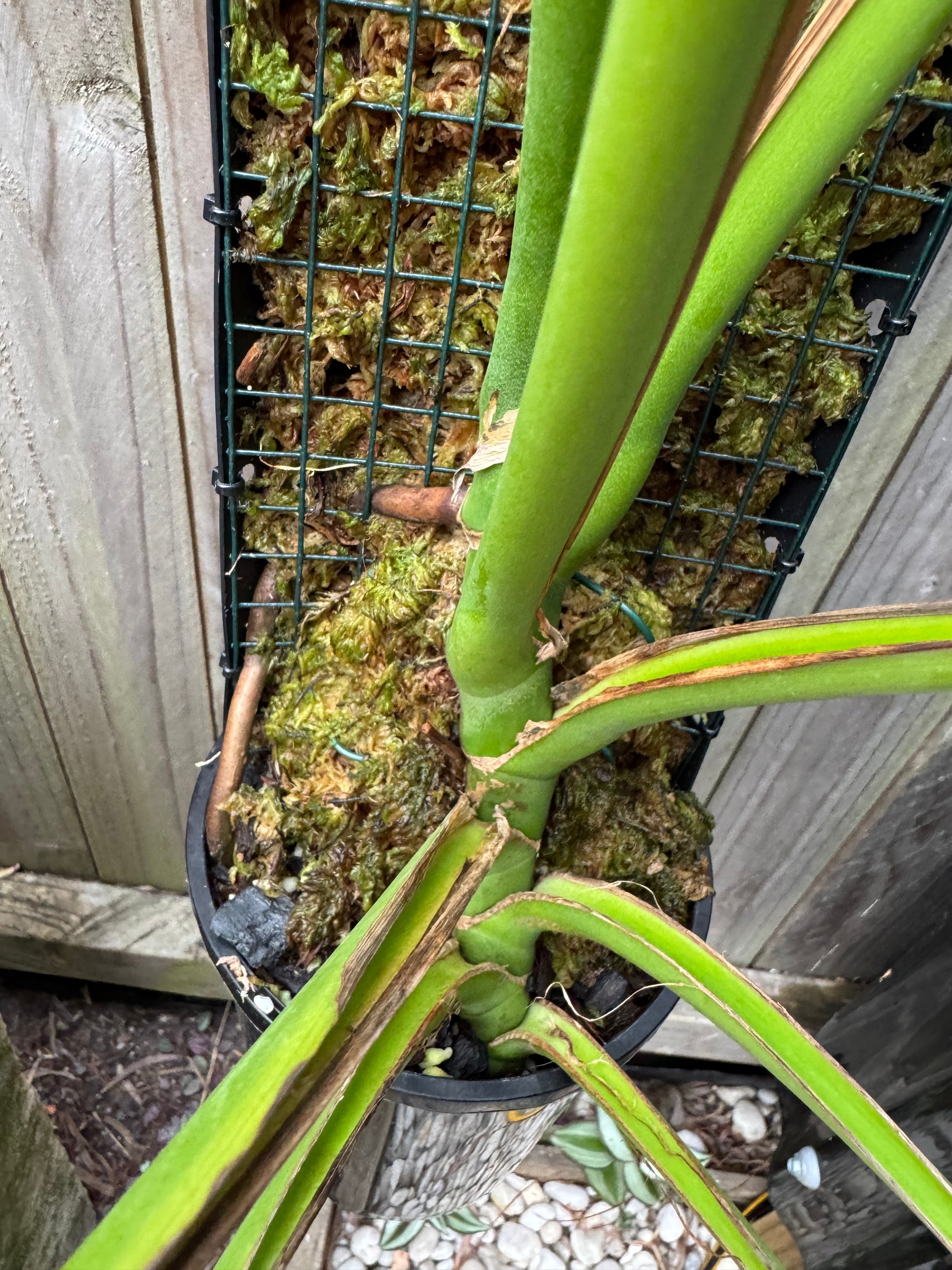 Monstera Burle Marx flame - Pole