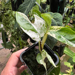 Epipremnum pinnatum 'Marble King'