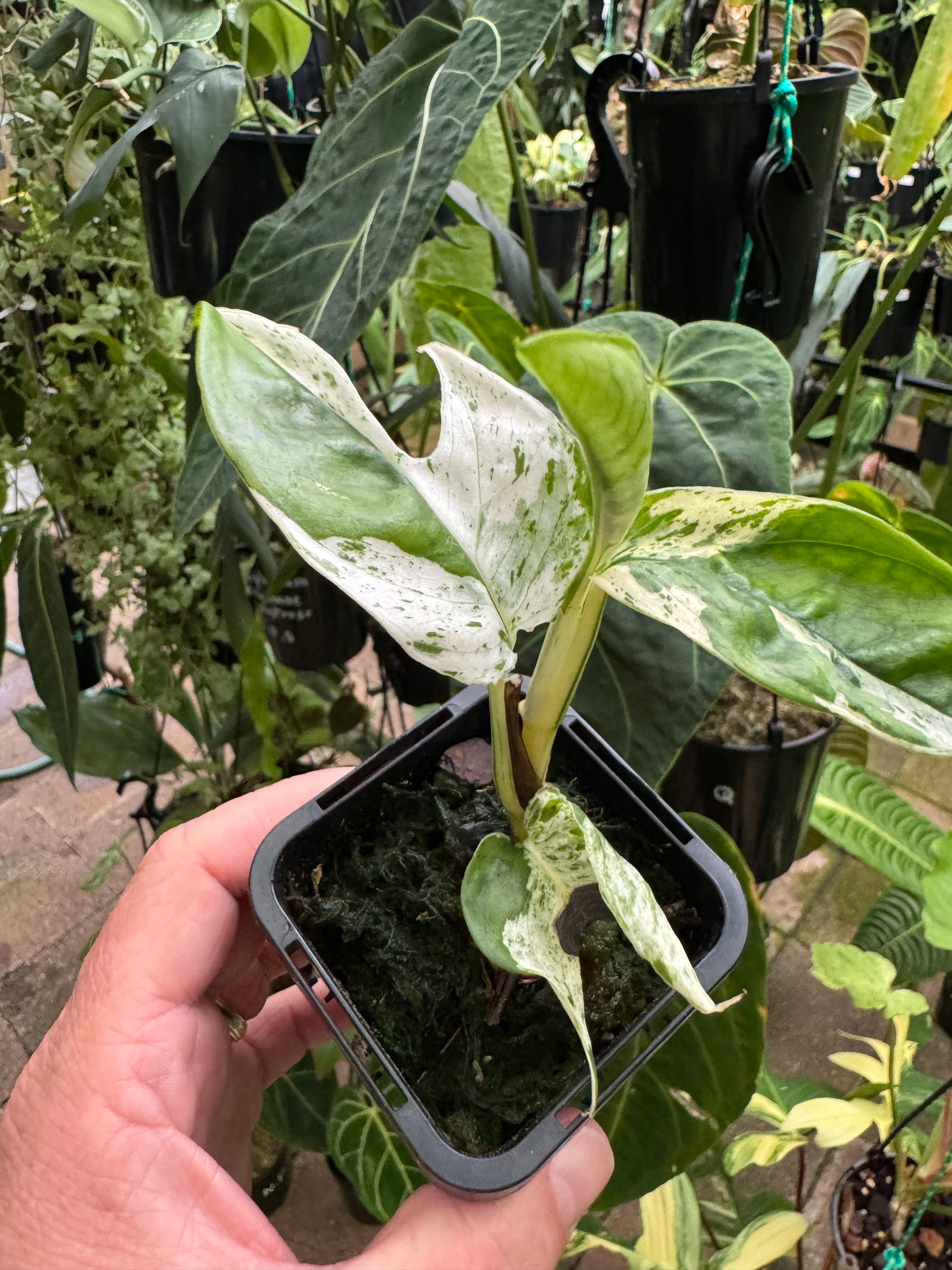 Epipremnum pinnatum 'Marble King'