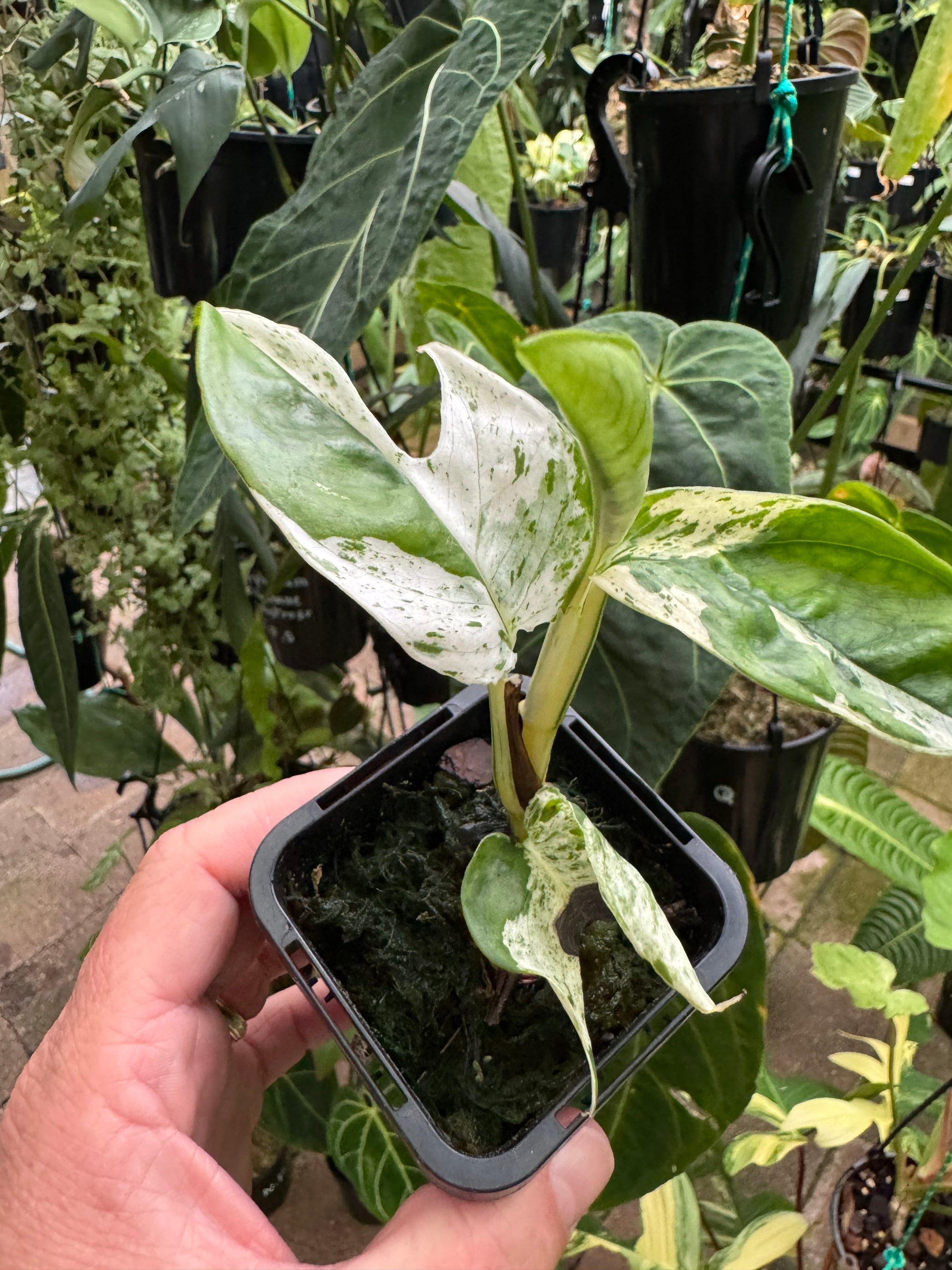 Epipremnum pinnatum 'Marble King'