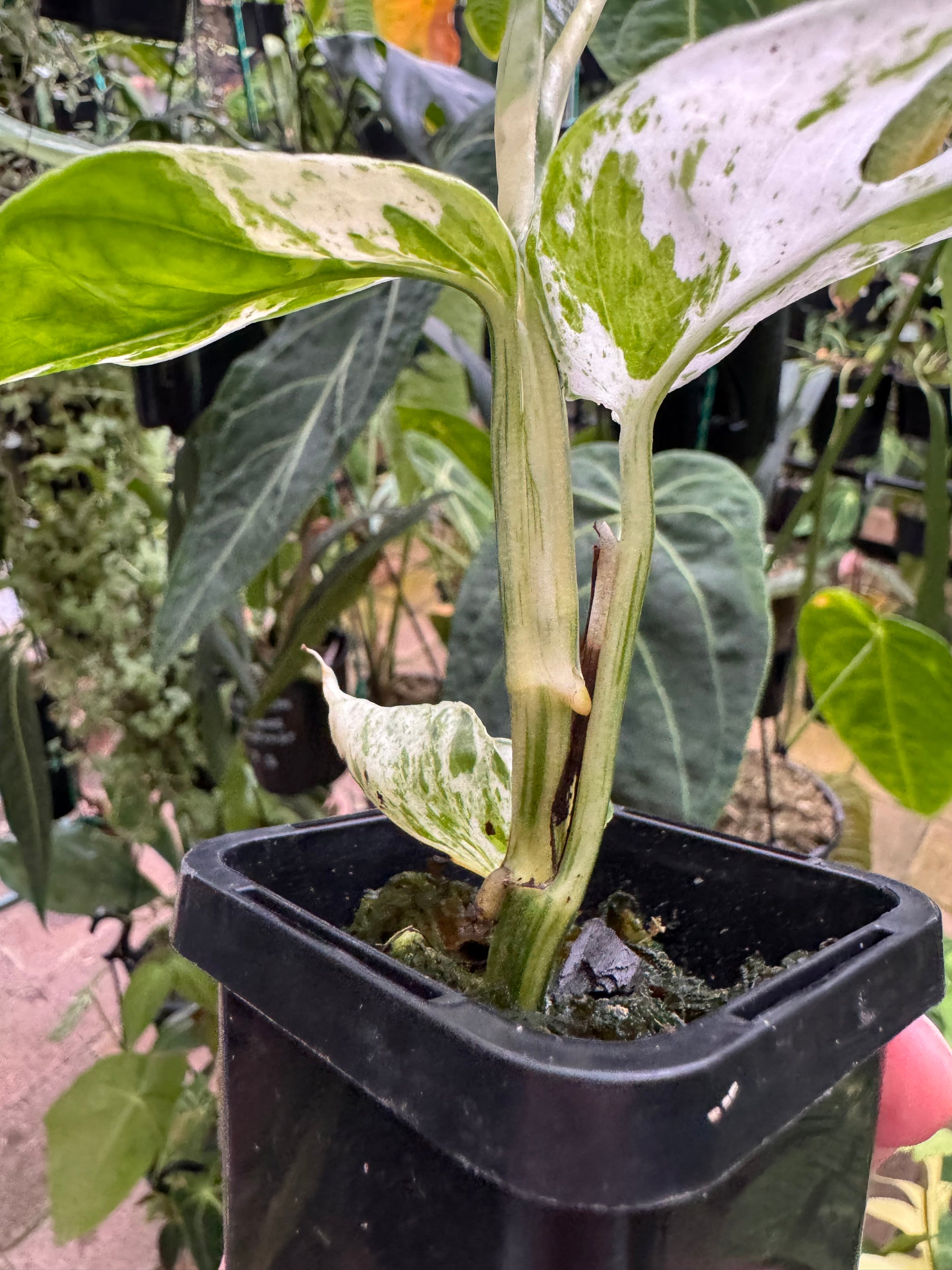 Epipremnum pinnatum 'Marble King'