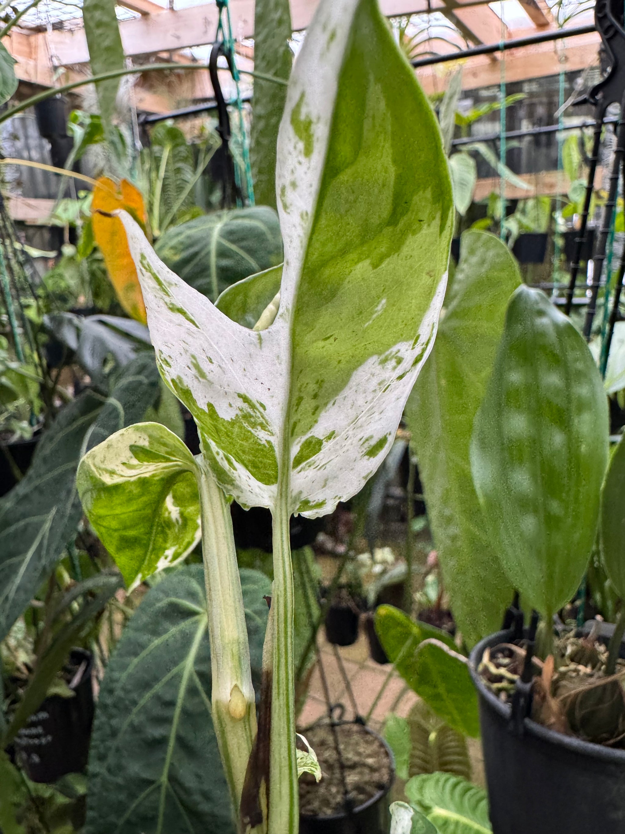 Epipremnum pinnatum 'Marble King'