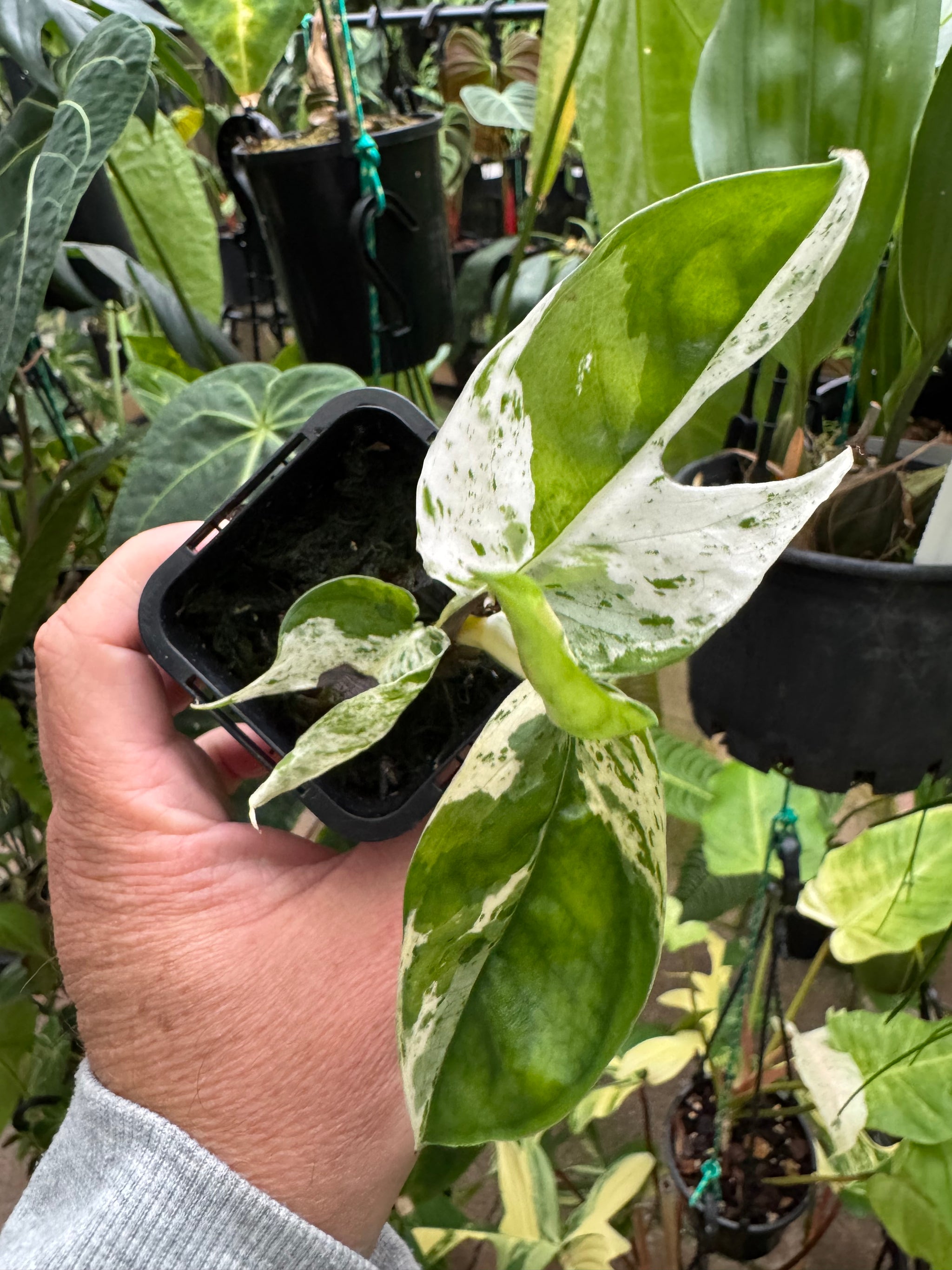 Epipremnum pinnatum 'Marble King'