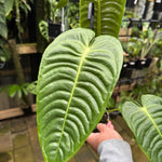 Anthurium Veitchii - Plant D