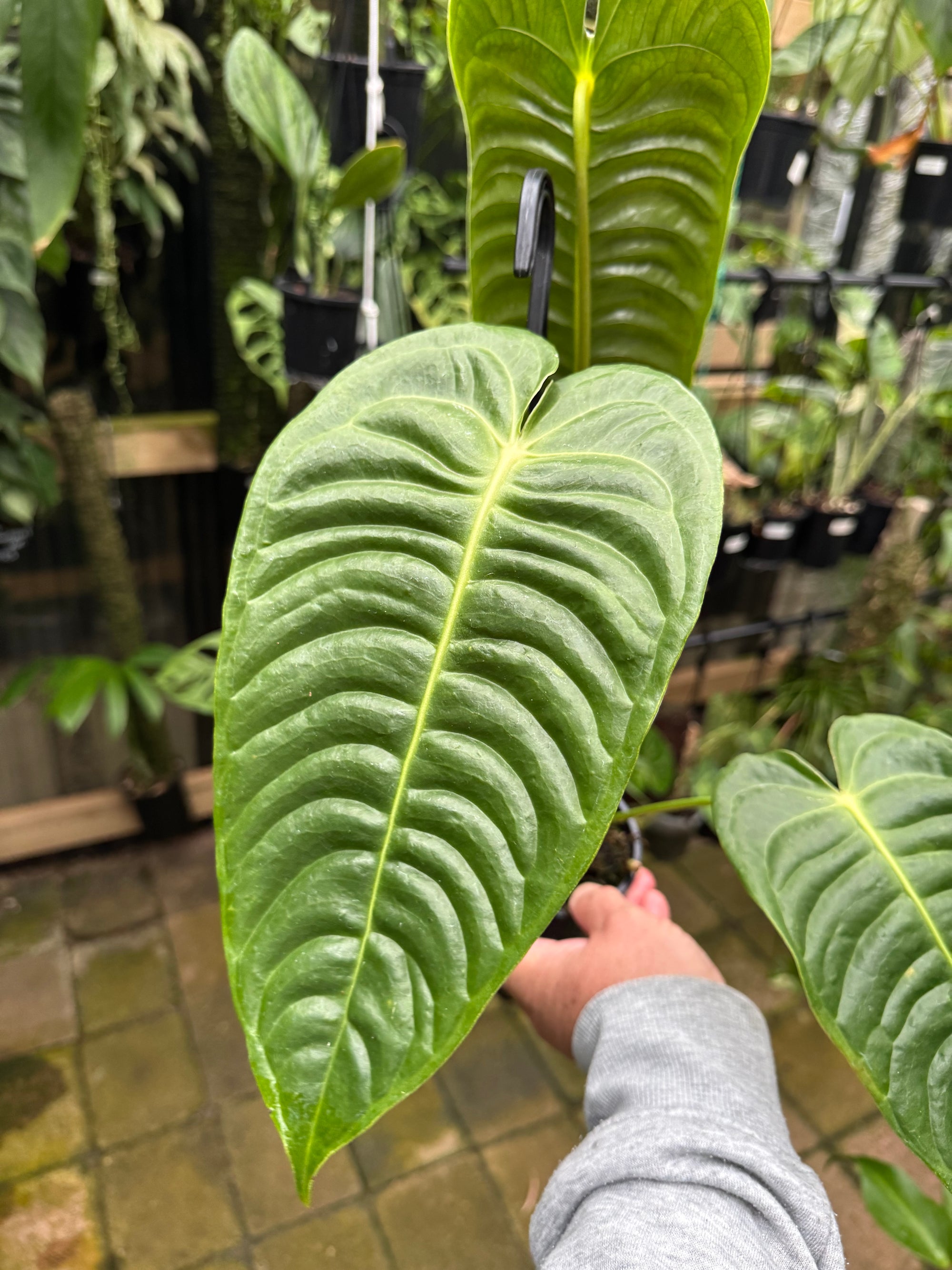 Anthurium Veitchii - Plant D