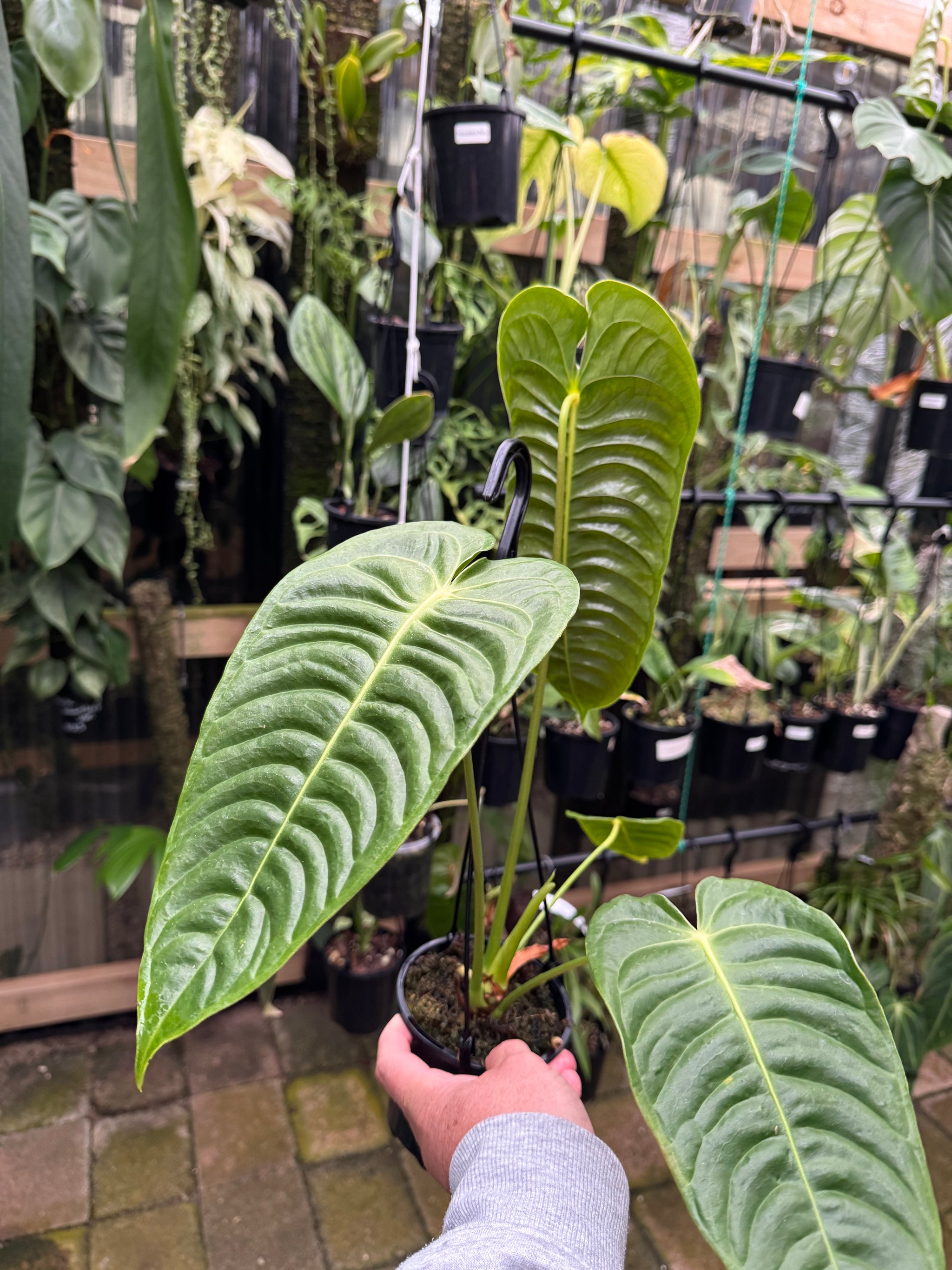 Anthurium Veitchii - Plant D