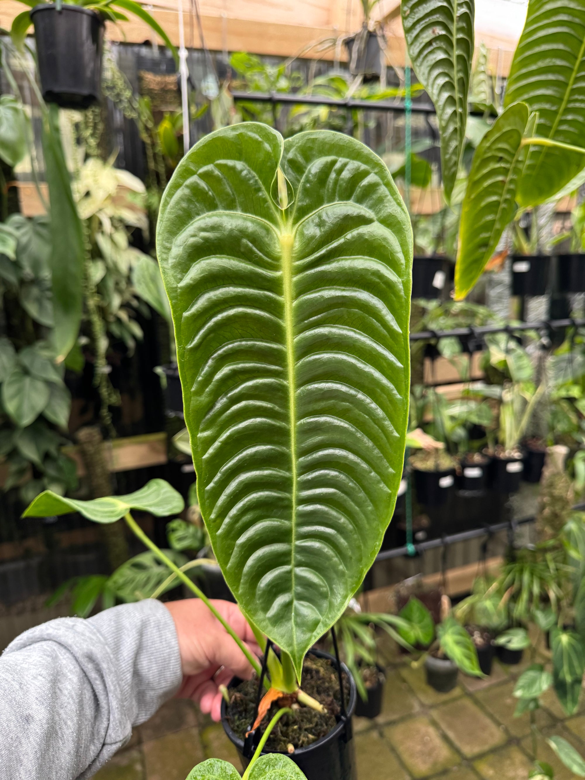 Anthurium Veitchii - Plant D