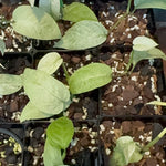 Monstera laniata 'Mint Variegata'