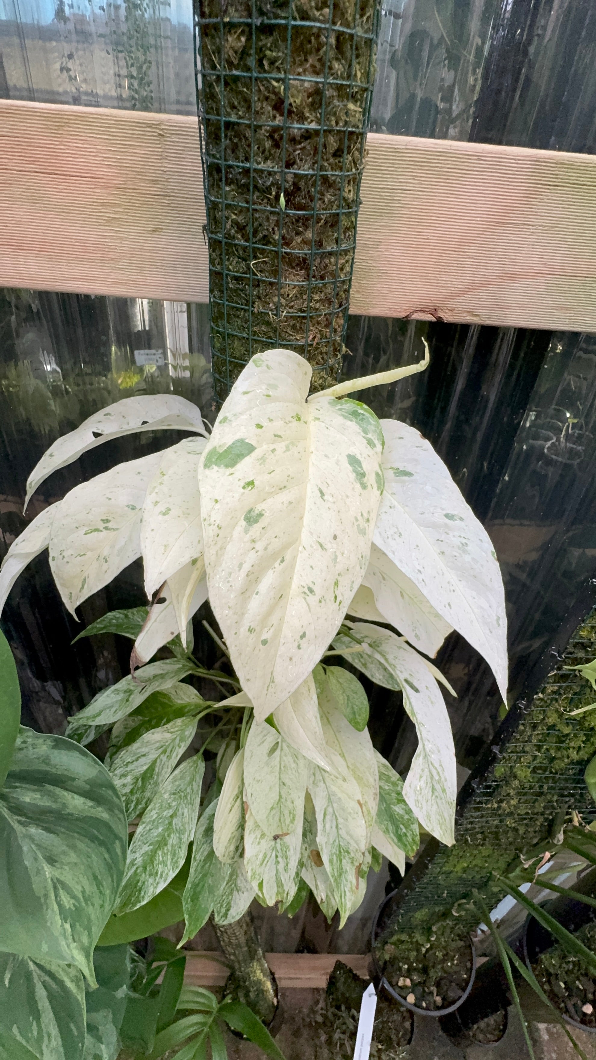 Monstera laniata 'Mint Variegata'