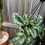 Scindapsus tricolour