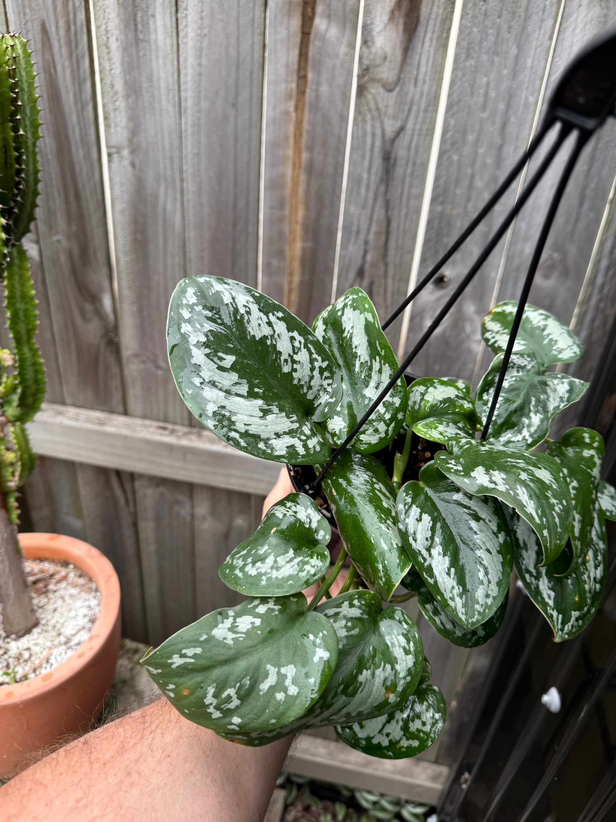 Scindapsus tricolour