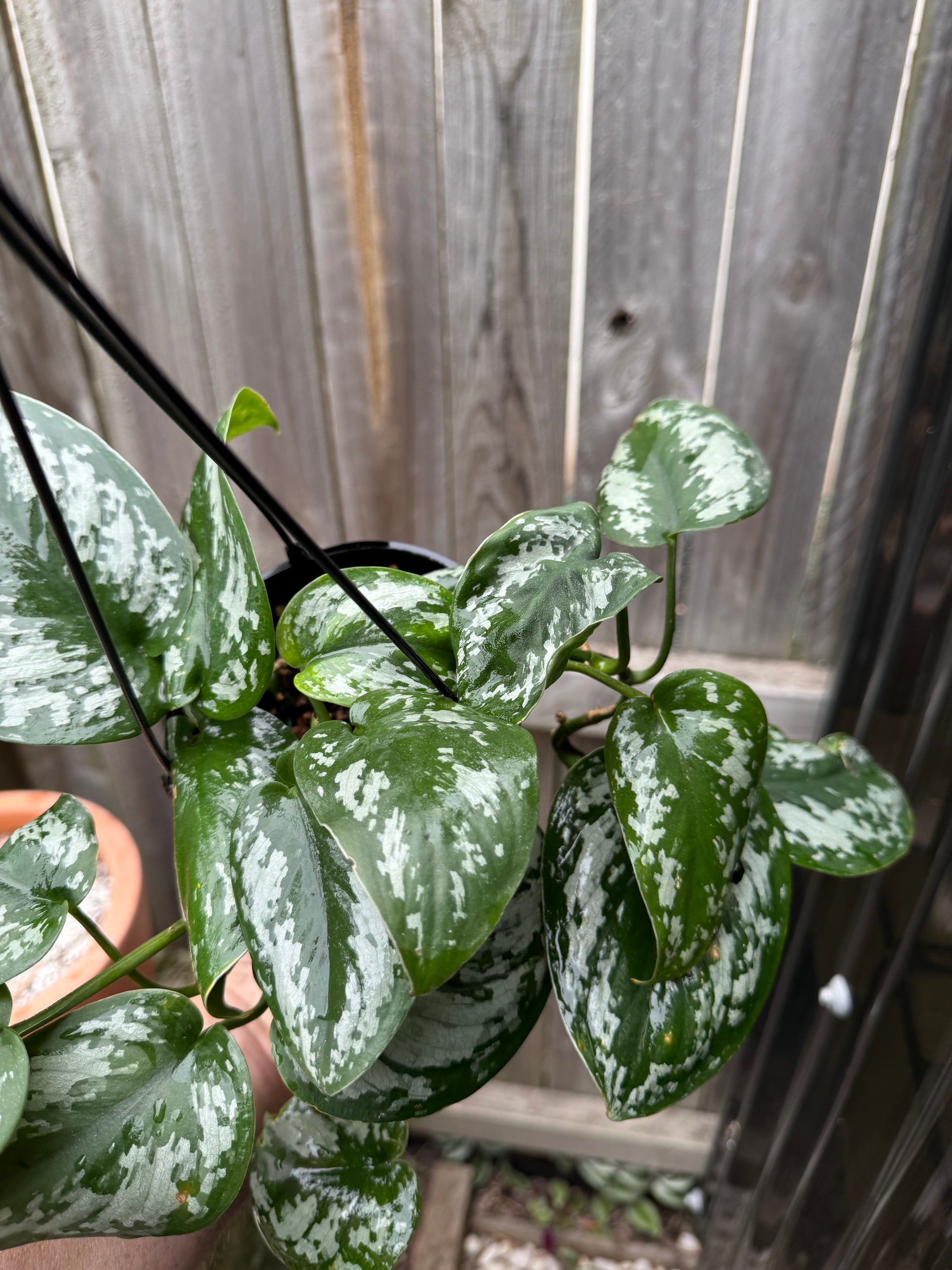 Scindapsus tricolour