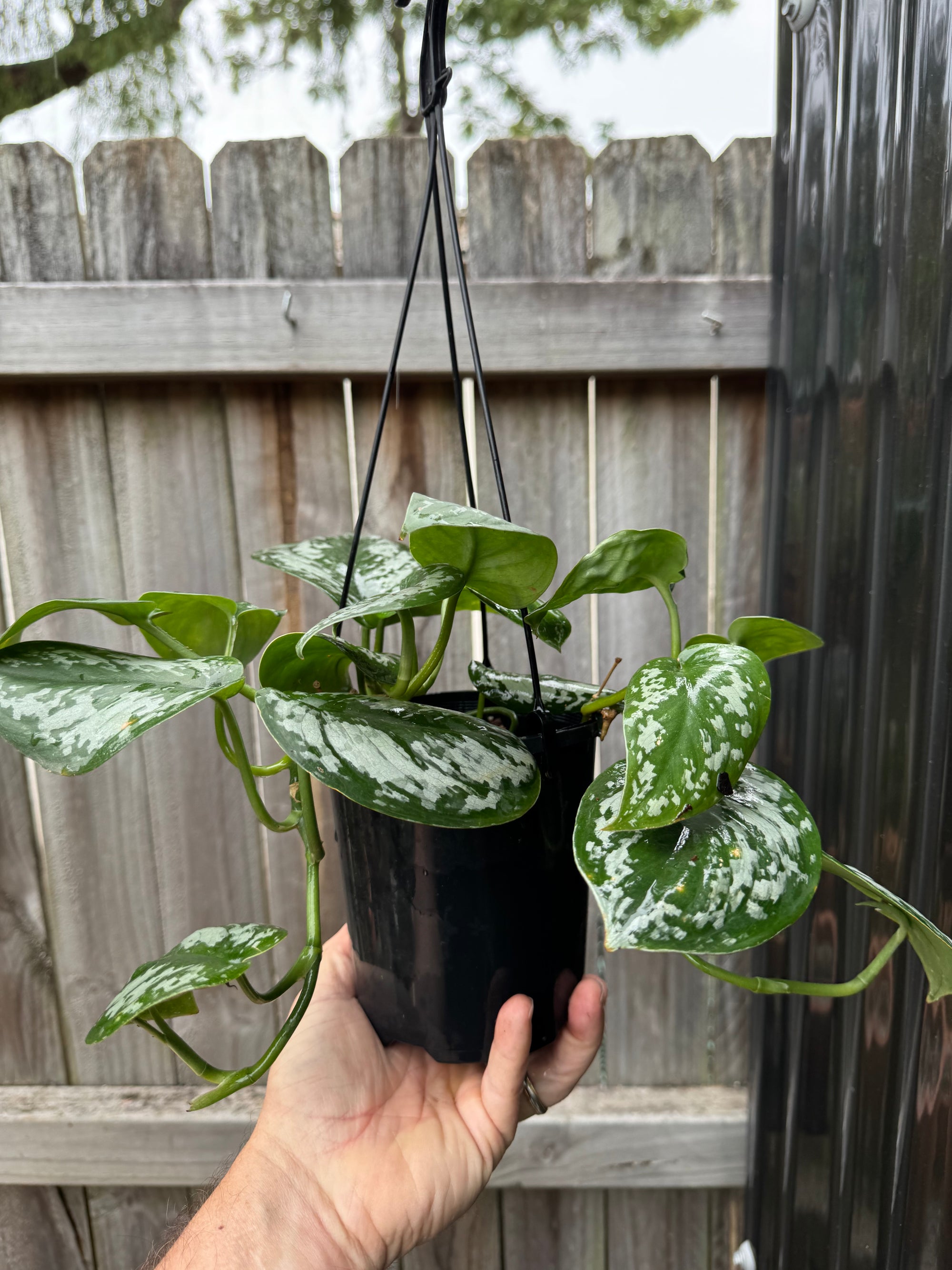 Scindapsus tricolour