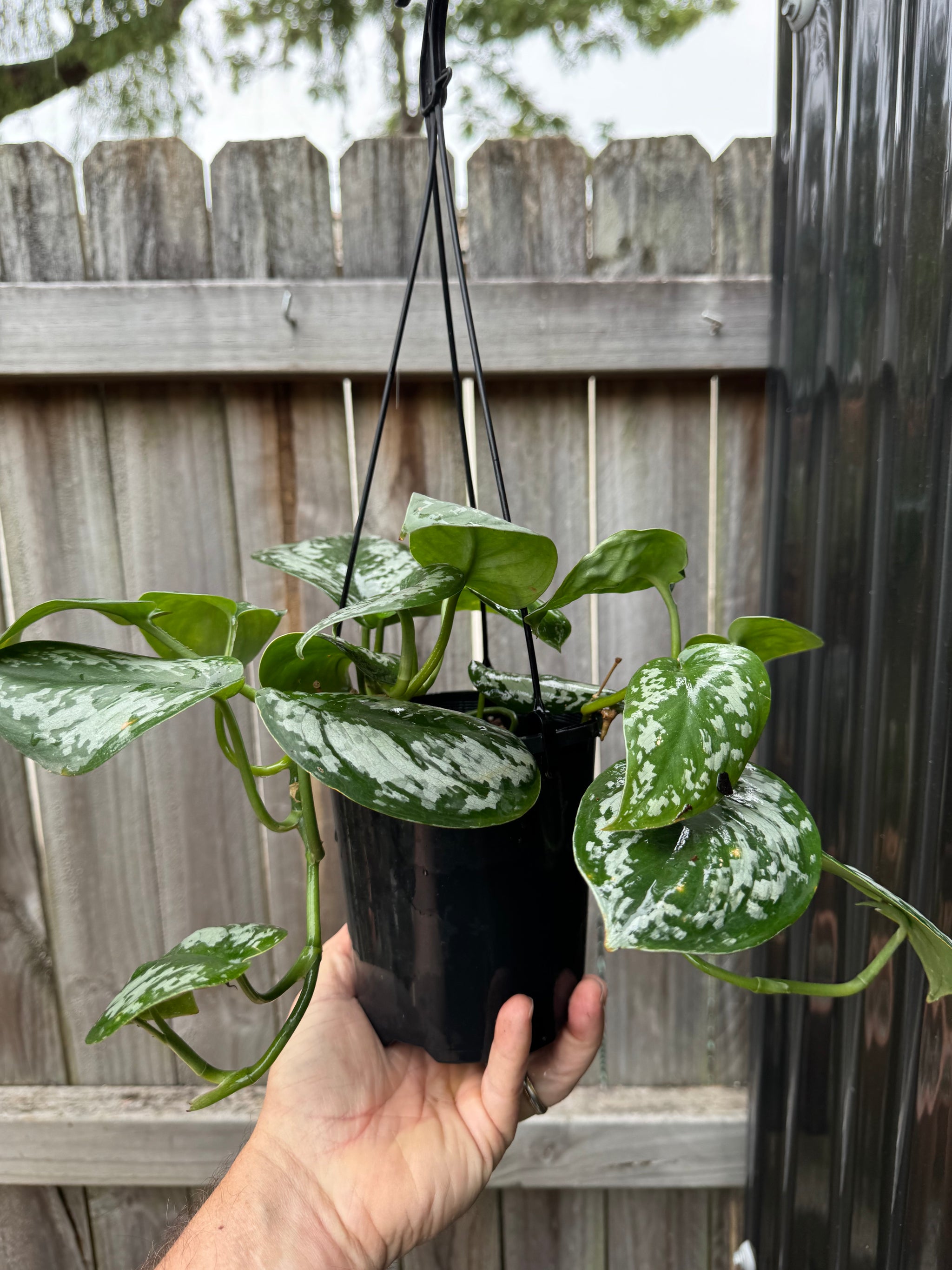 Scindapsus tricolour