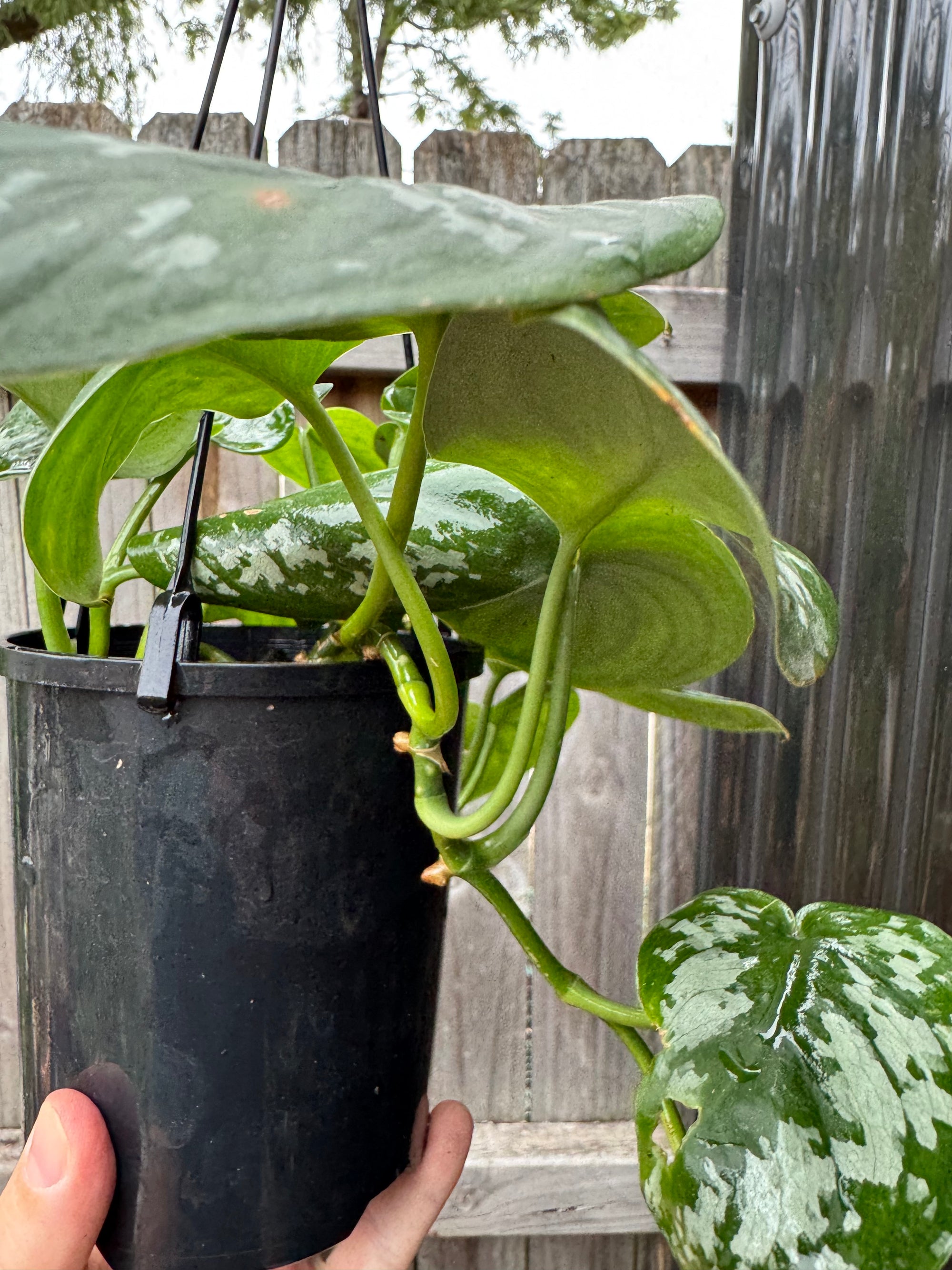 Scindapsus tricolour