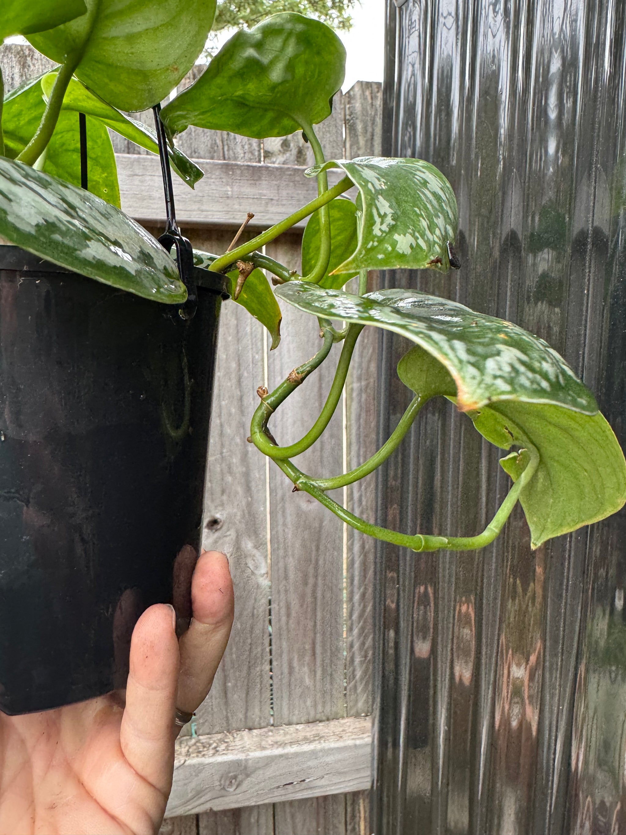 Scindapsus tricolour