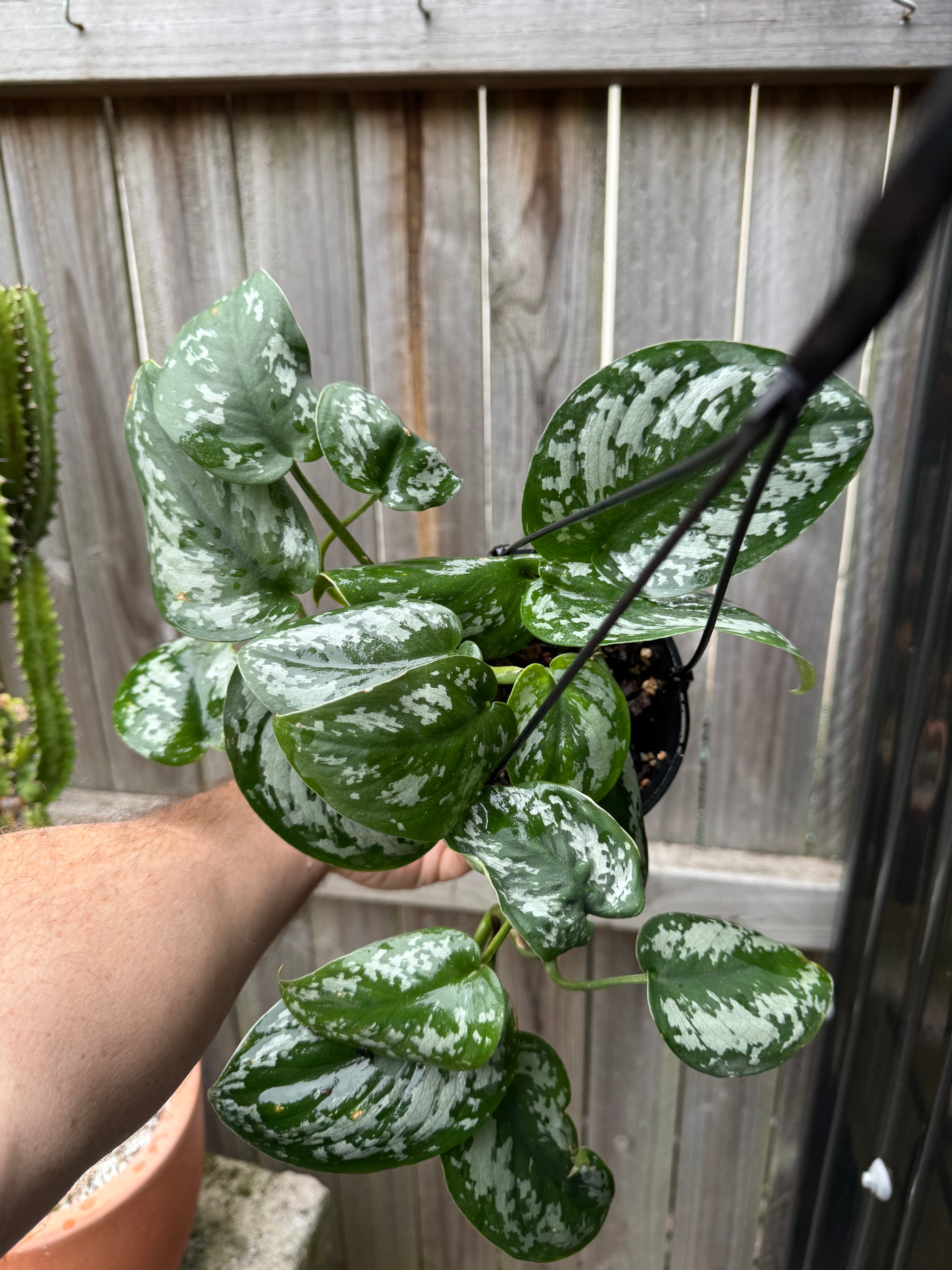 Scindapsus tricolour