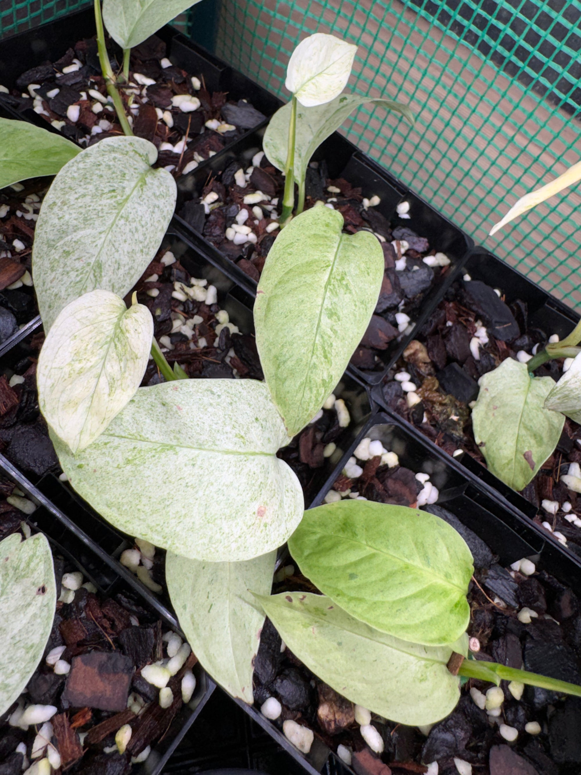 Monstera laniata 'Mint Variegata'
