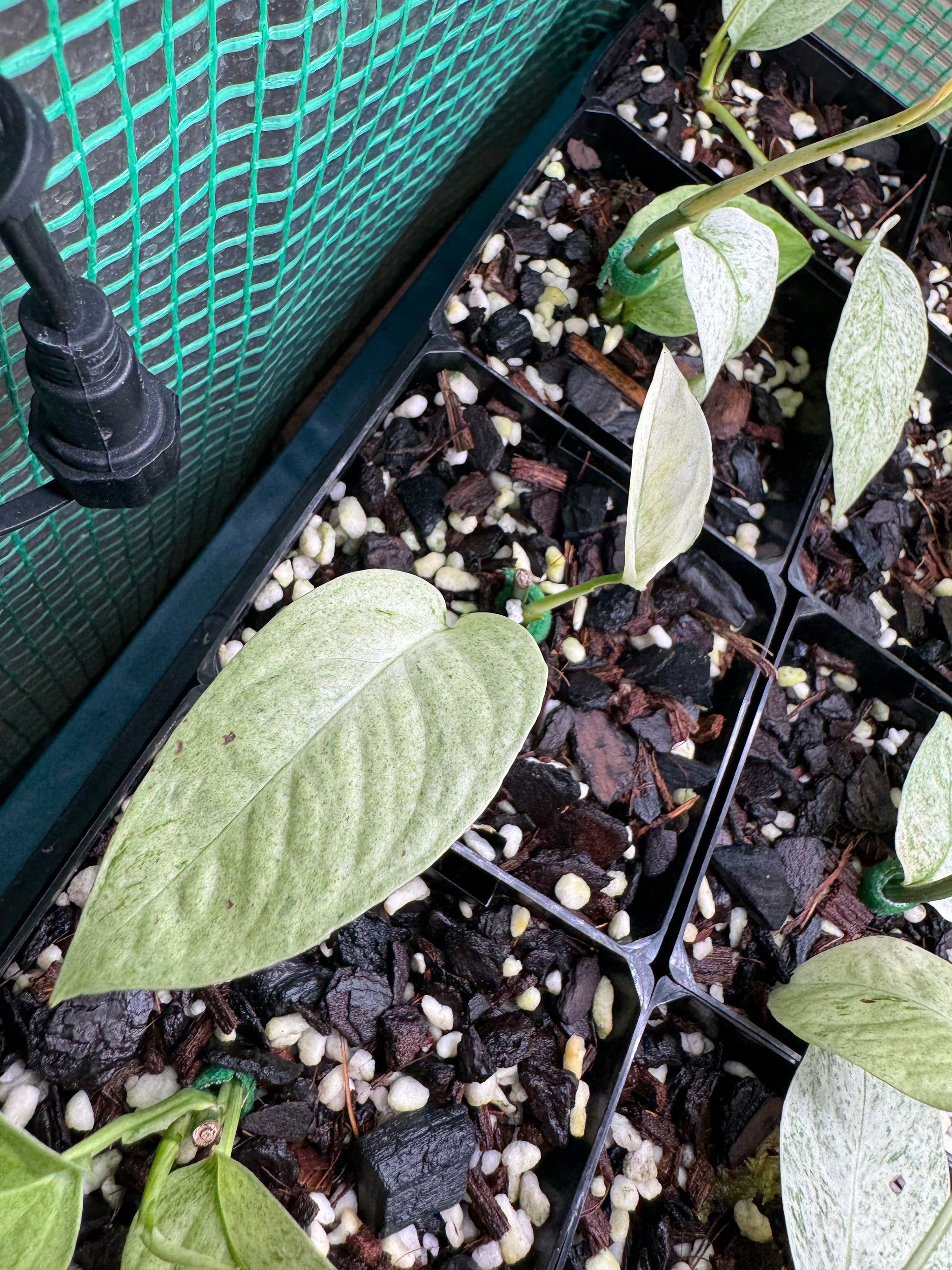 Monstera laniata 'Mint Variegata'