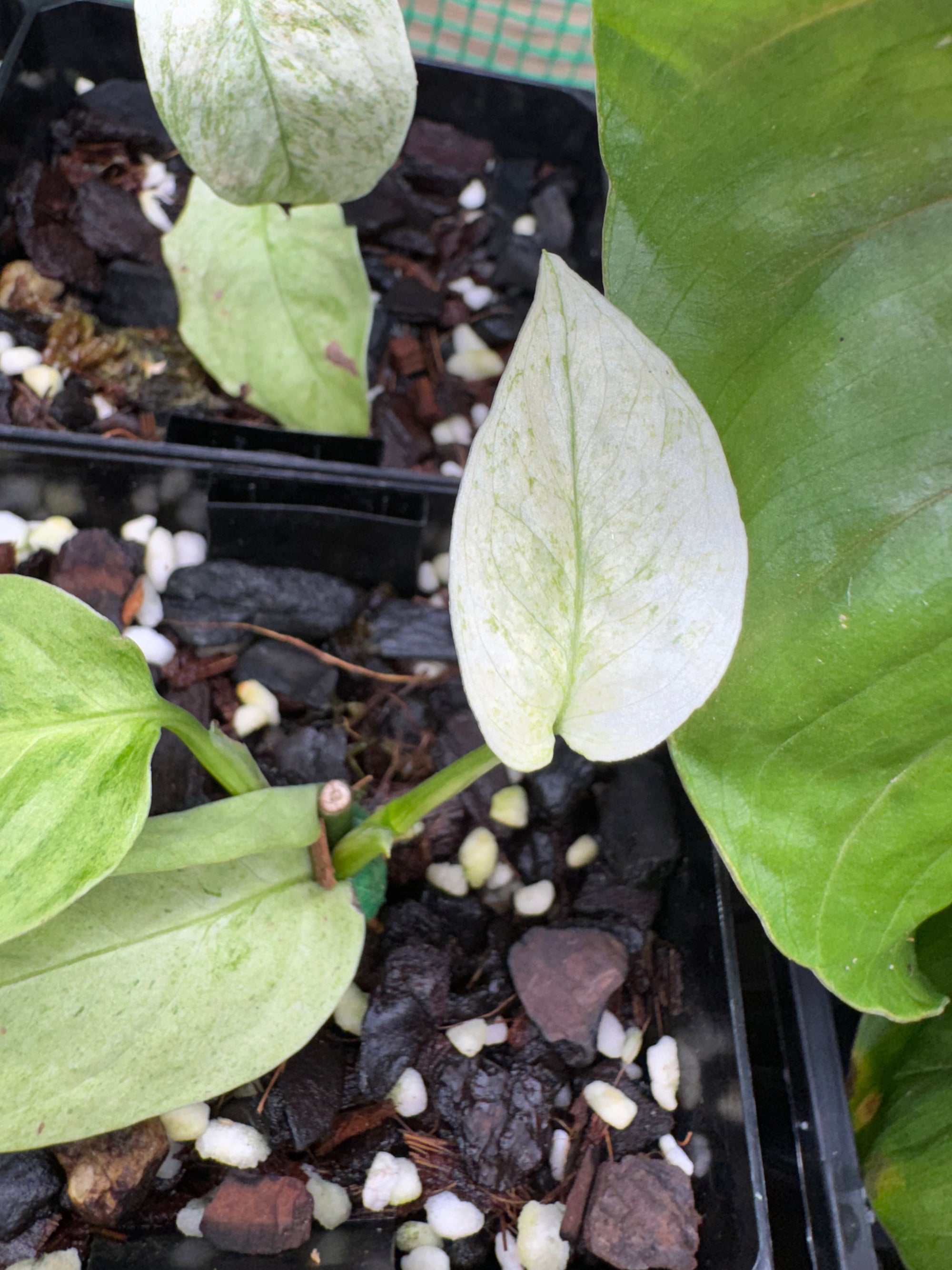 Monstera laniata 'Mint Variegata'