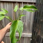 Monstera 'Burle Marx' Flame