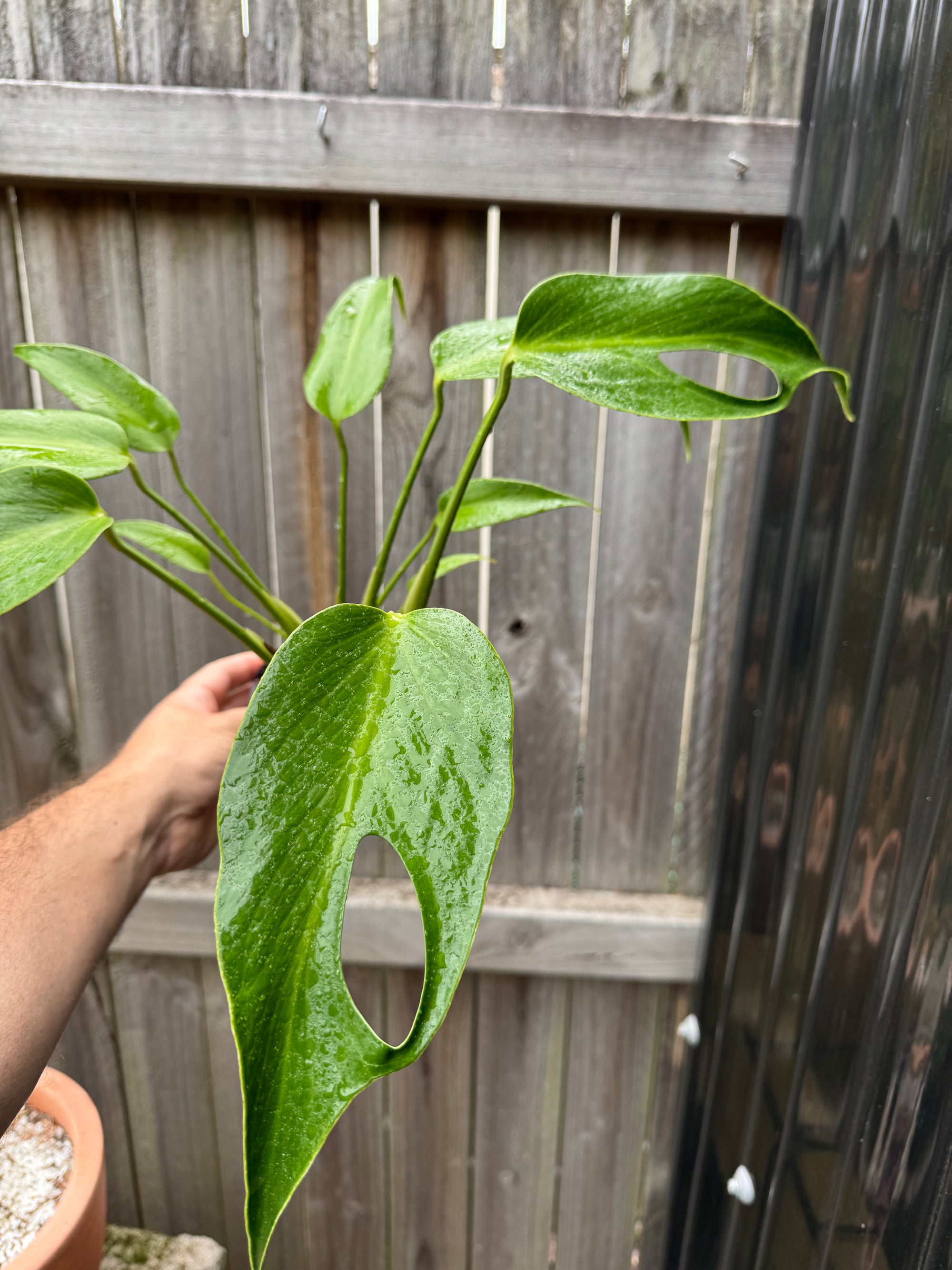 Monstera 'Burle Marx' Flame