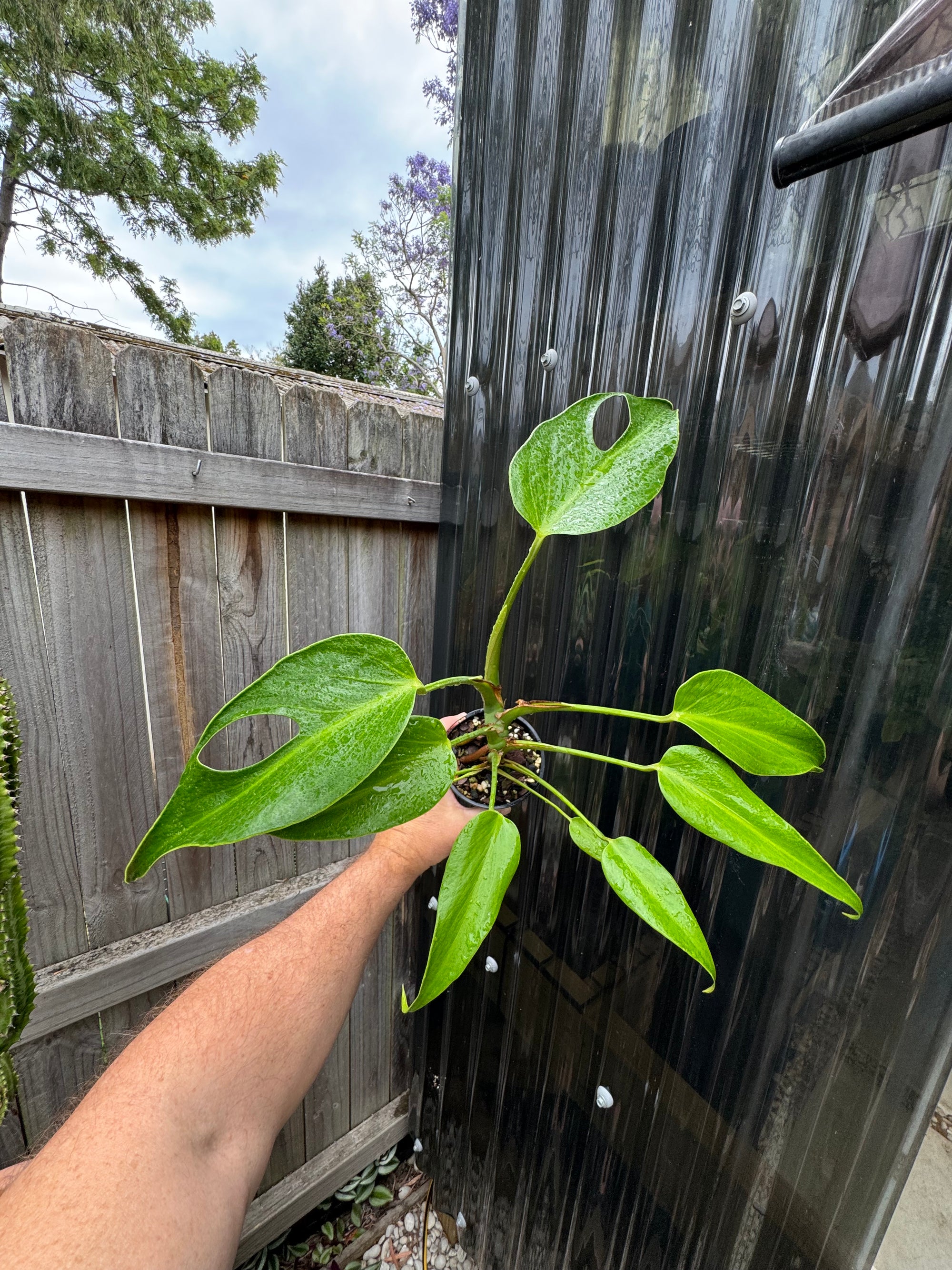 Monstera 'Burle Marx' Flame