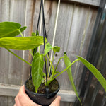 Anthurium warocqueanum (Queen) x Crystallinum