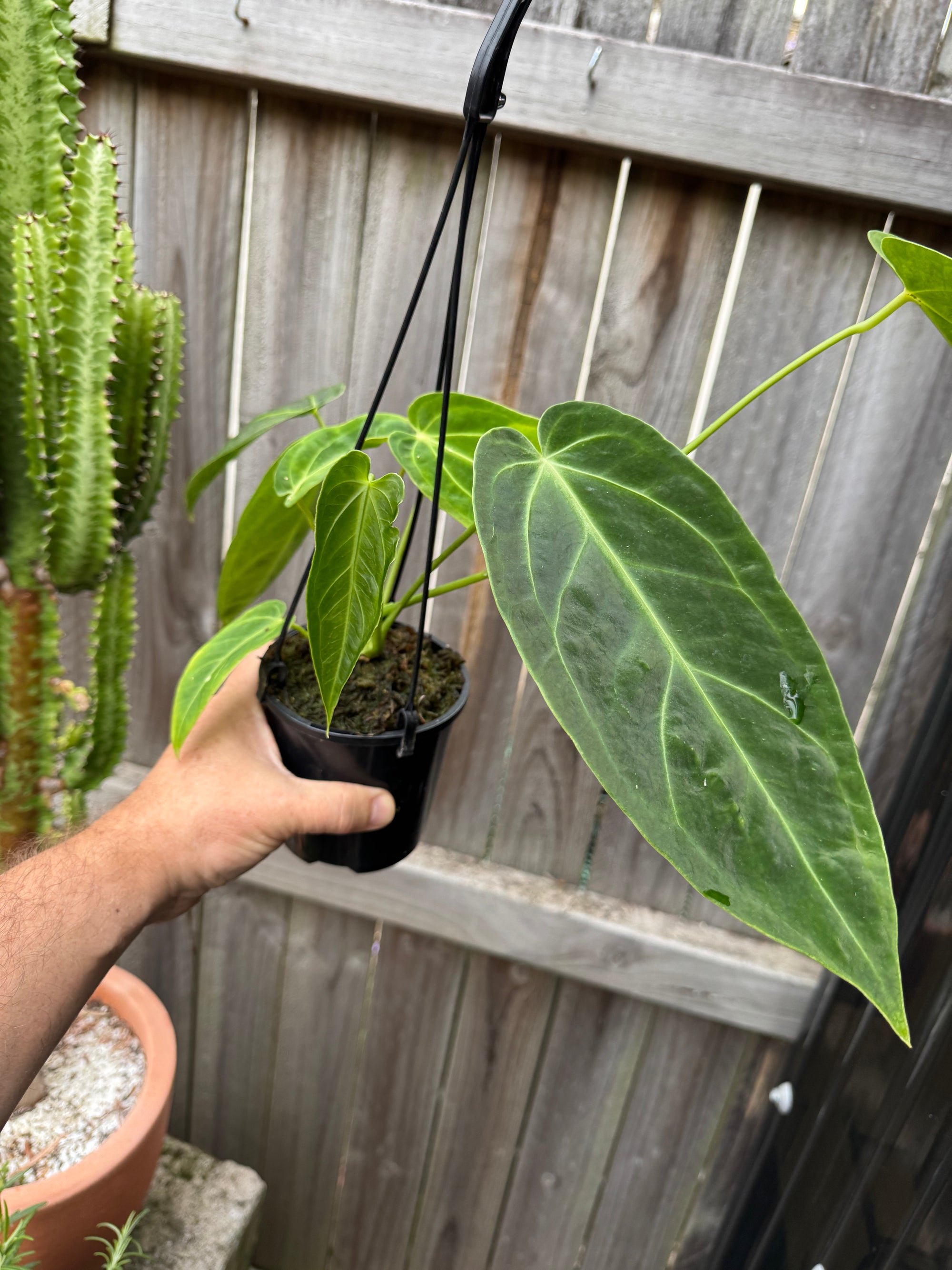 Anthurium warocqueanum (Queen) x Crystallinum