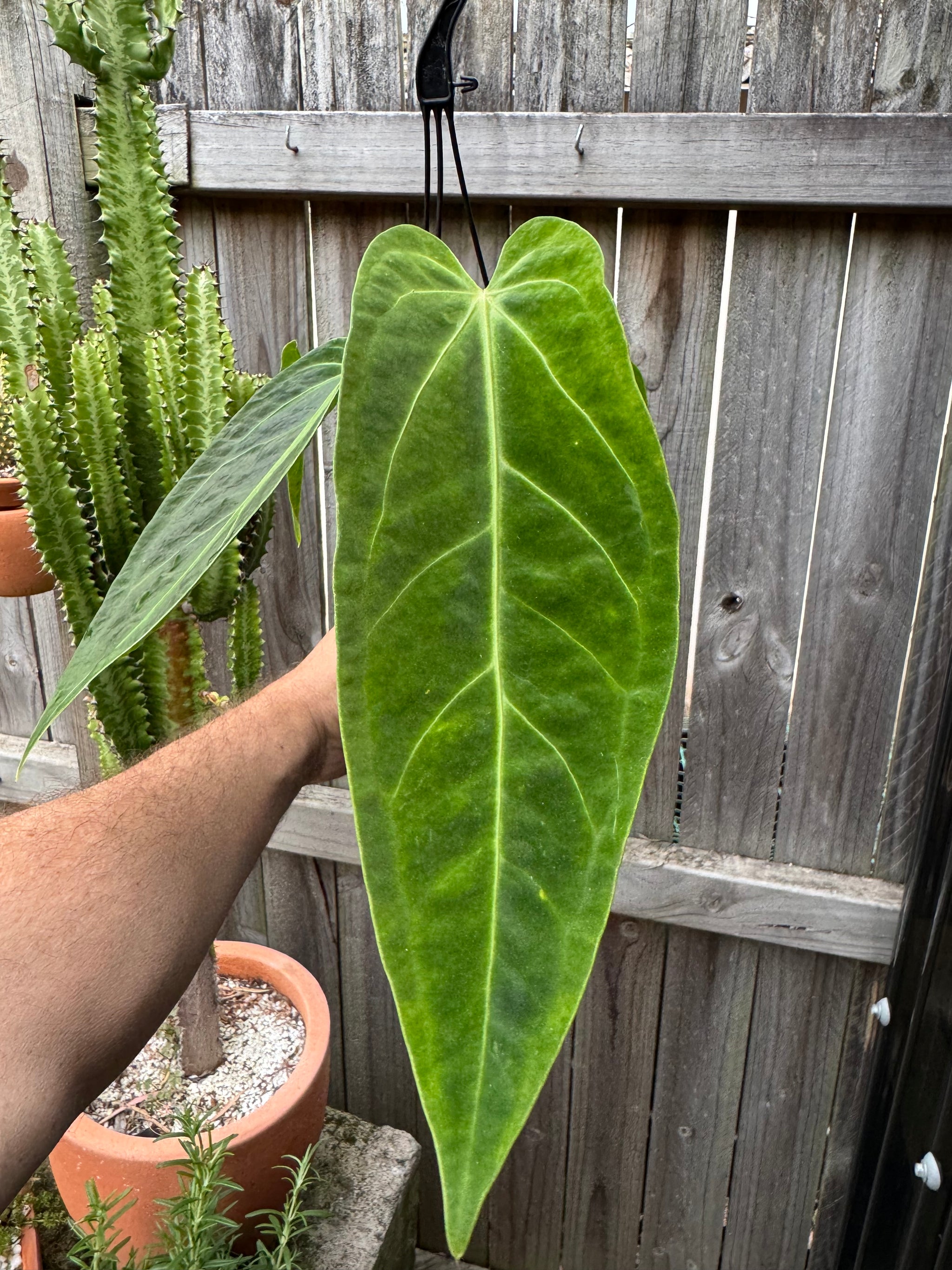Anthurium warocqueanum (Queen) x Crystallinum