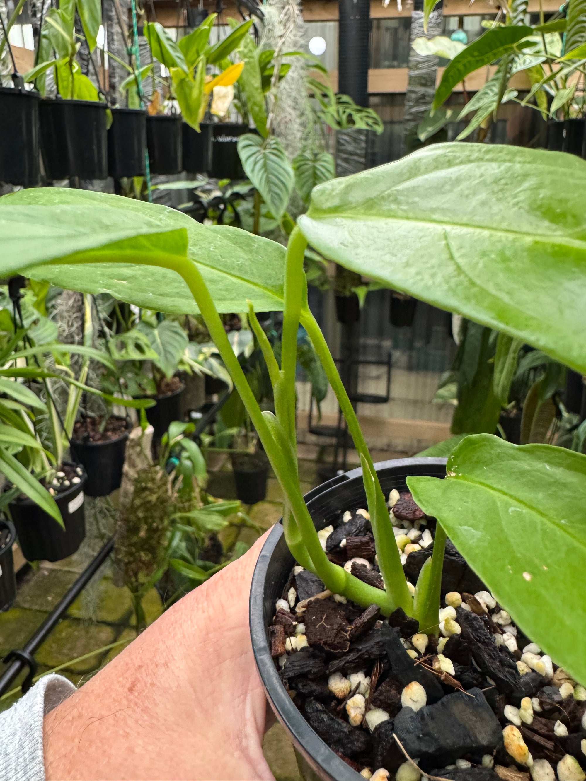 Monstera obliqua - Amazonas