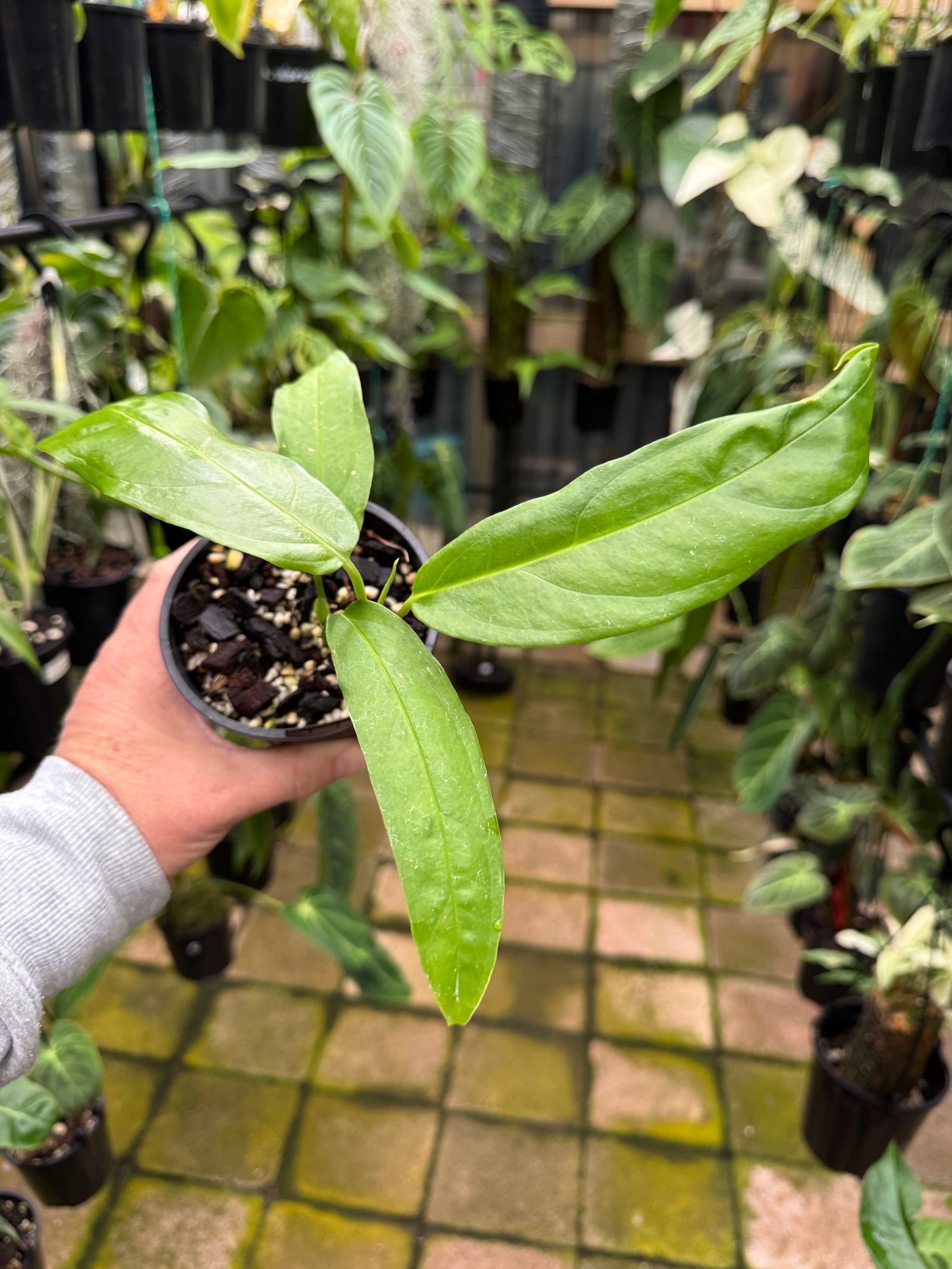 Monstera obliqua - Amazonas