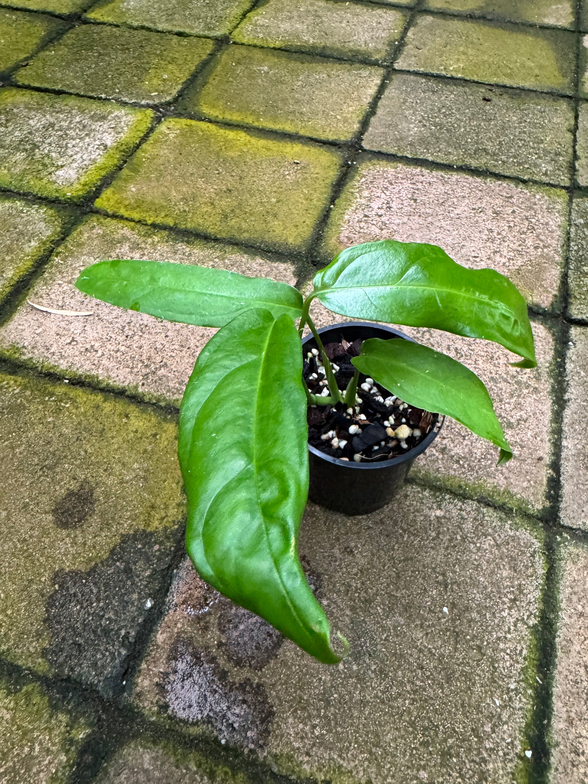 Monstera obliqua - Amazonas