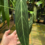 Anthurium warocqueanum 'QUEEN' - Narrow Dark