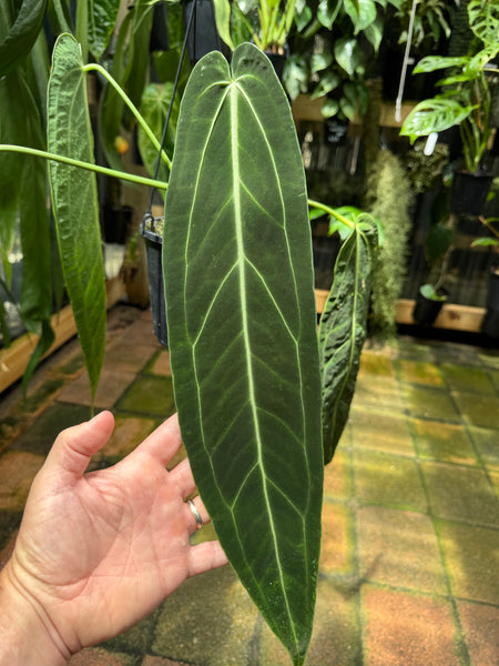 【piro】A.warocqueanum dark narrow Anthurium warocqueanum 'QUEEN' - Narrow Dark – UrbanJungleSydney