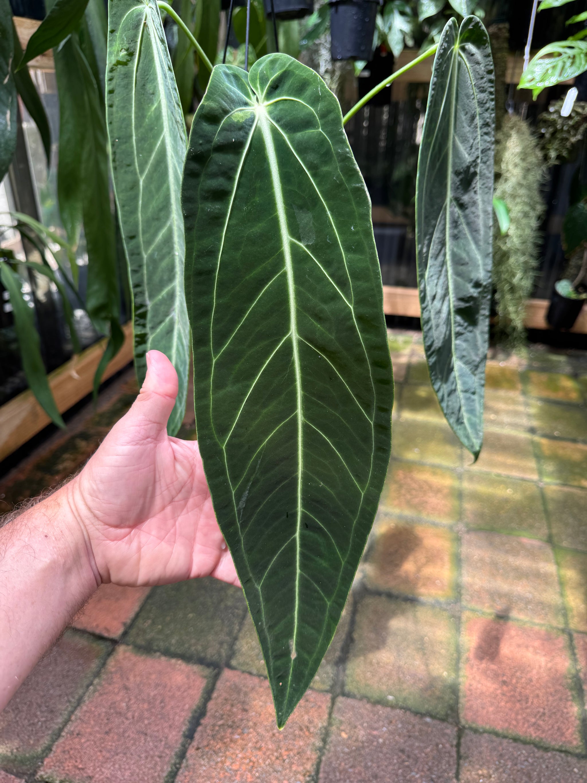 Anthurium warocqueanum 'QUEEN' - Narrow Dark