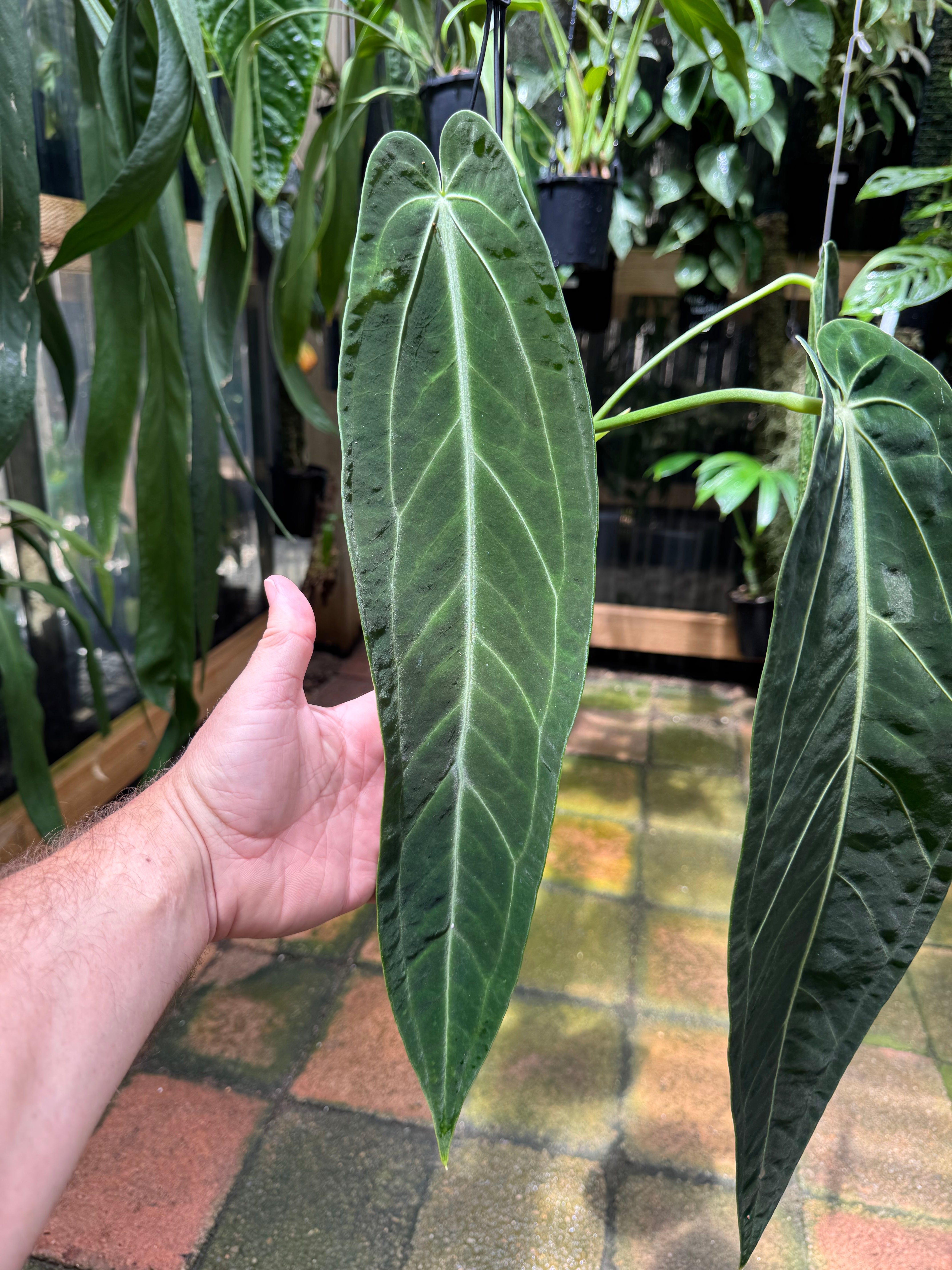 Anthurium warocqueanum 'QUEEN' - Narrow Dark – UrbanJungleSydney