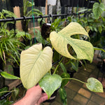 Monstera 'True Mint'