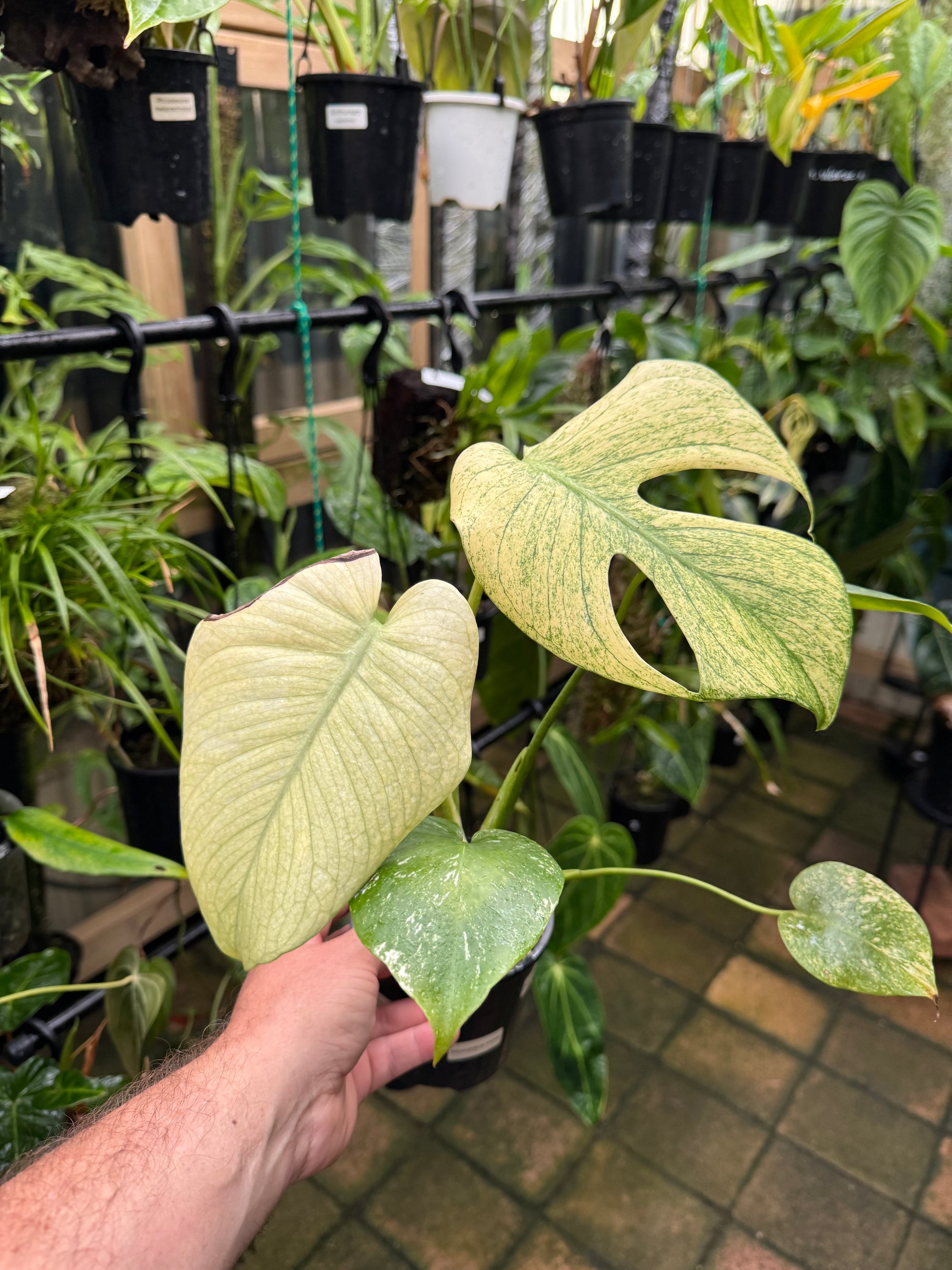 Monstera 'True Mint'