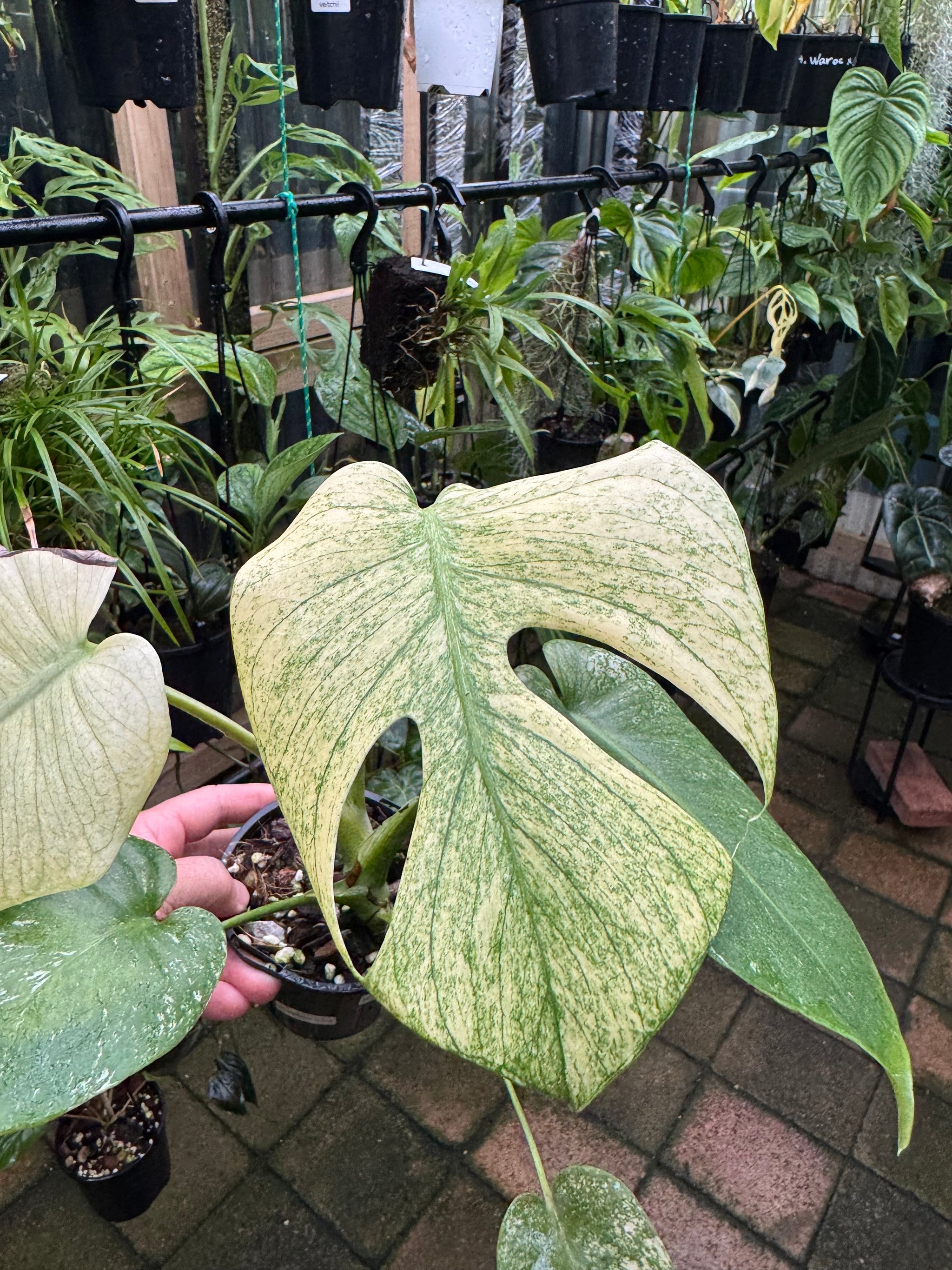 Monstera 'True Mint'