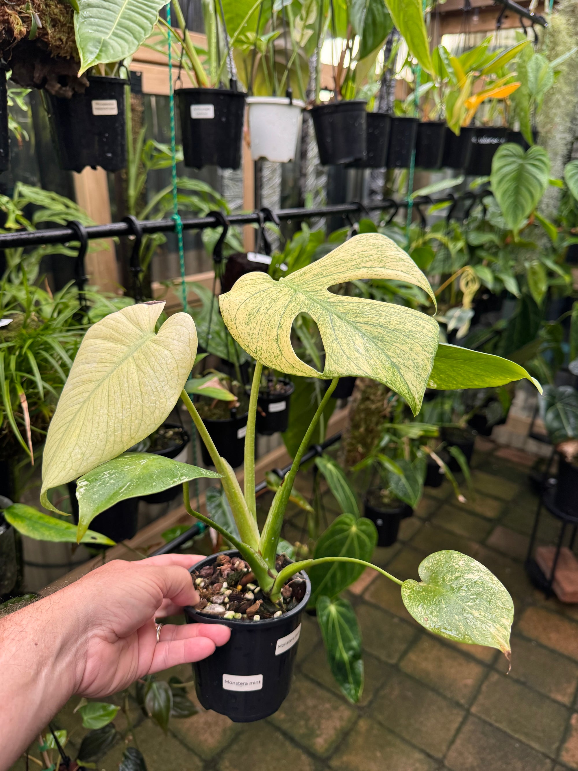 Monstera 'True Mint'