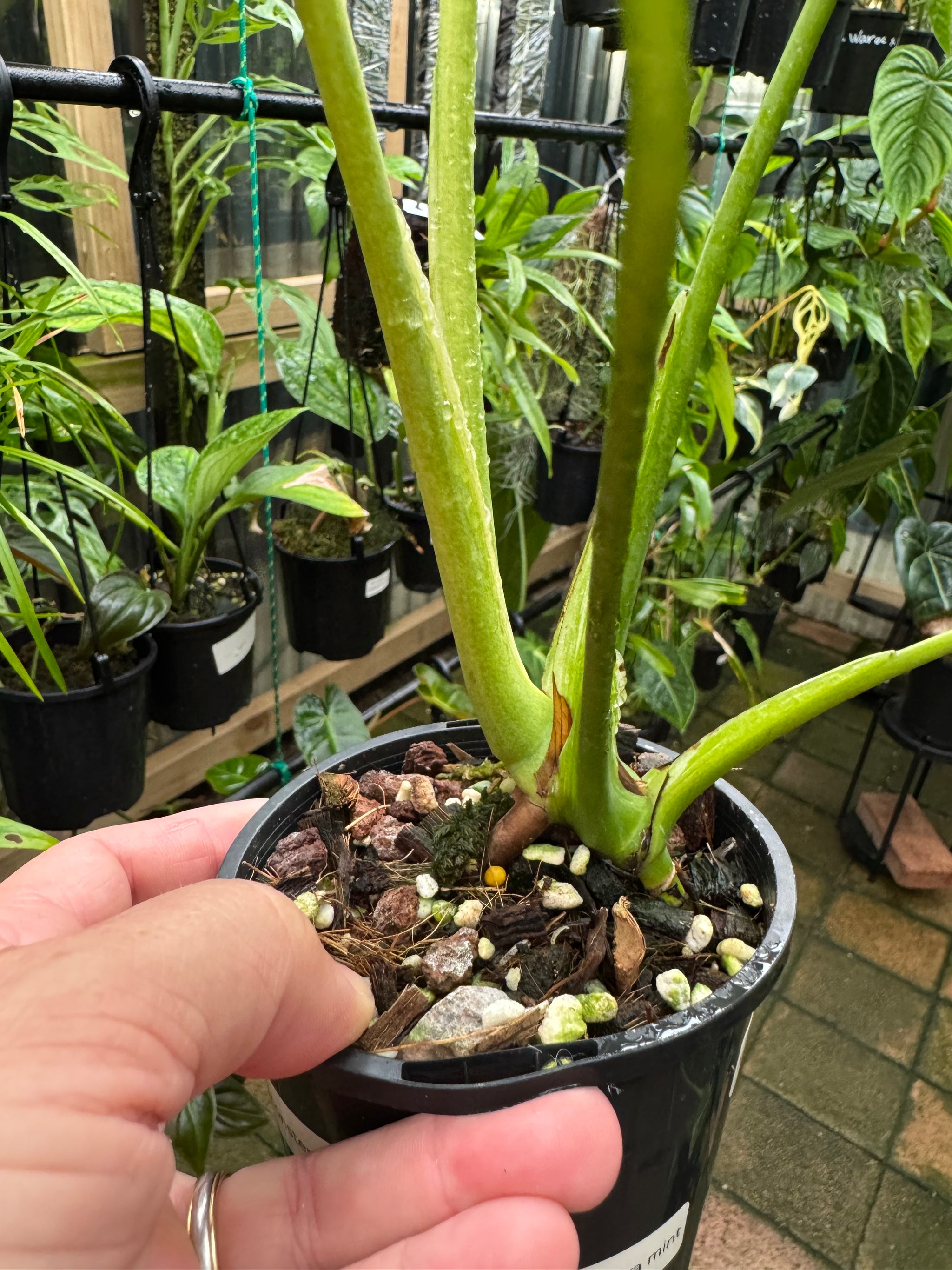 Monstera 'True Mint'