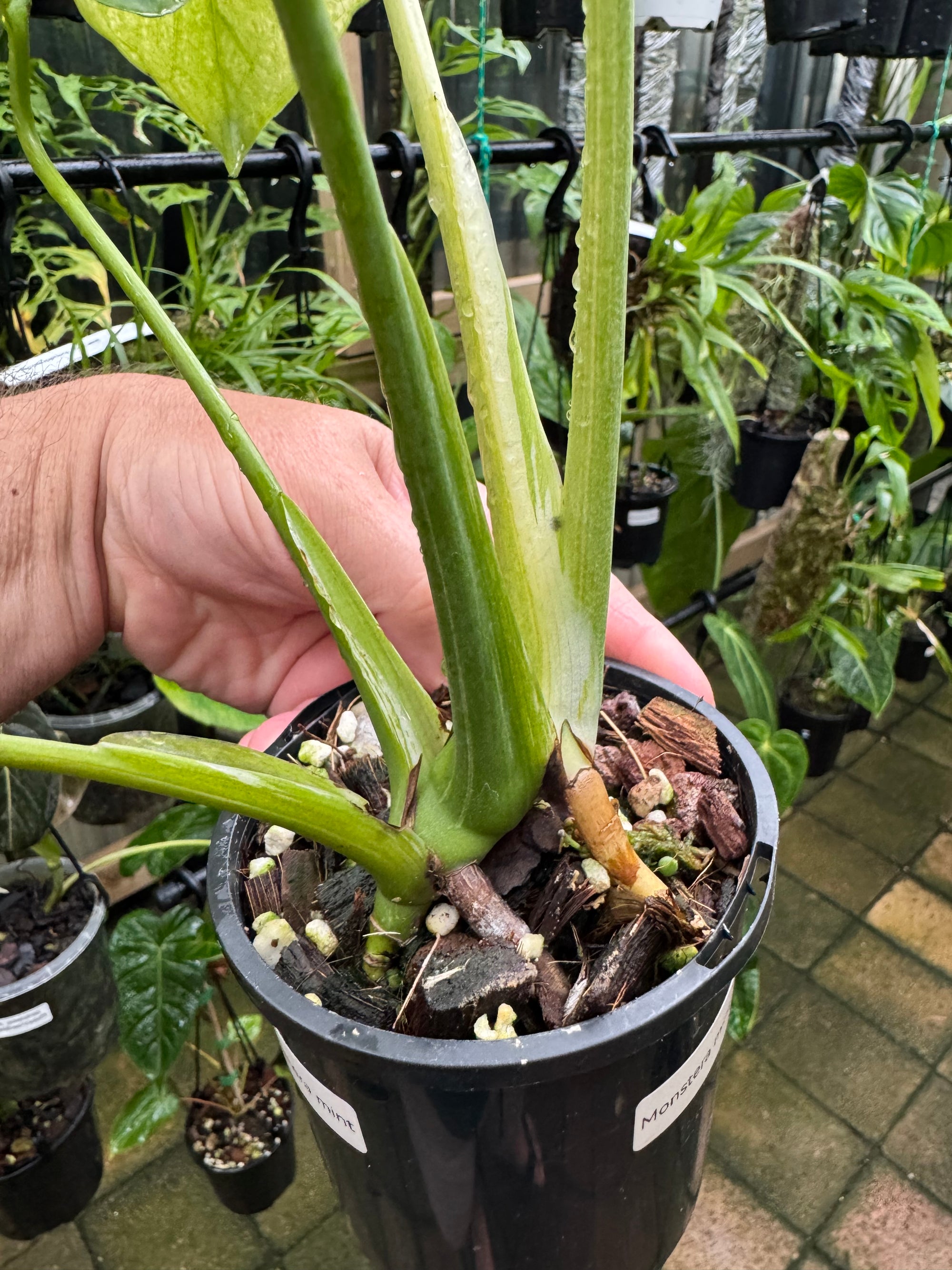 Monstera 'True Mint'